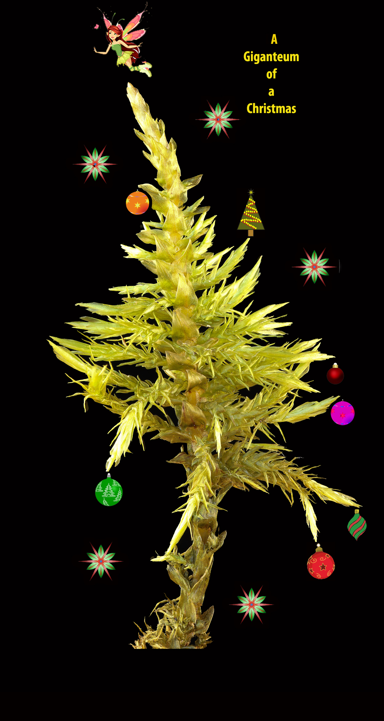 A giganteum of a Christmas