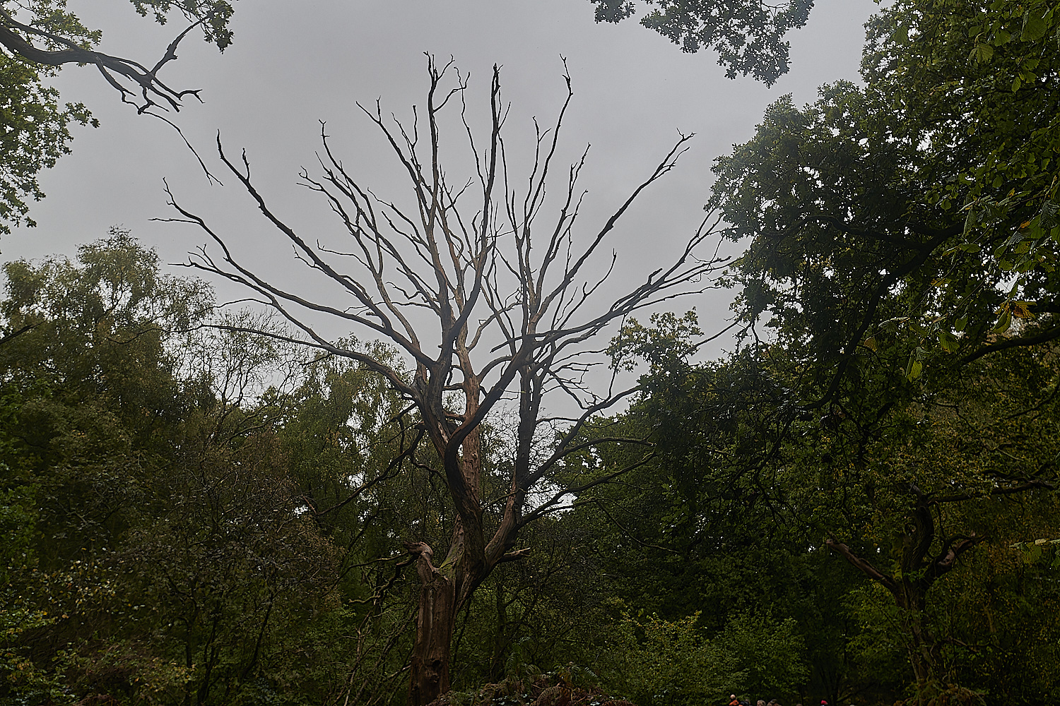 BarneyWood211023-1-NEF_DxO_DeepPRIMEXD