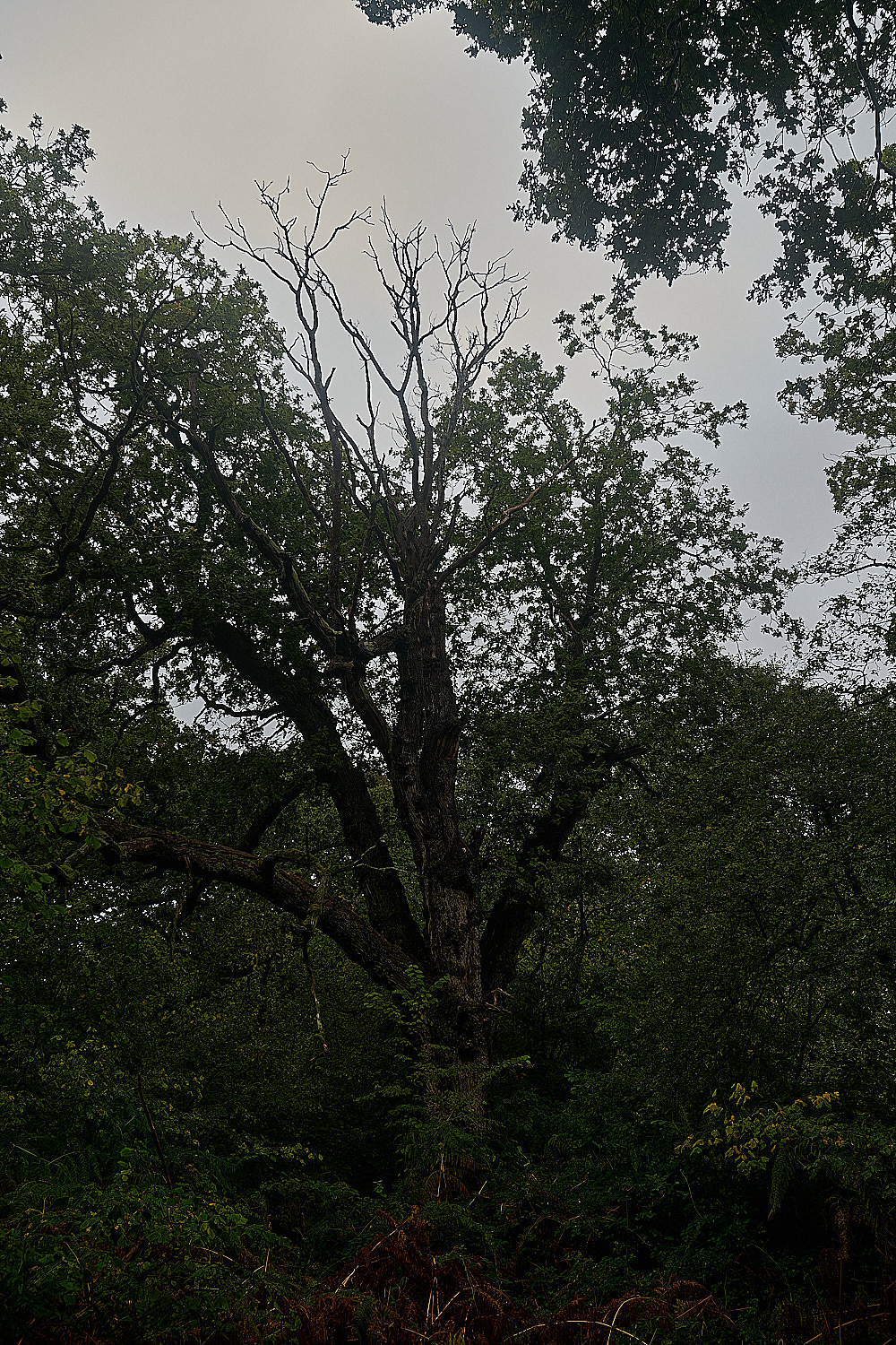 BarneyWood211023-2-NEF_DxO_DeepPRIMEXD