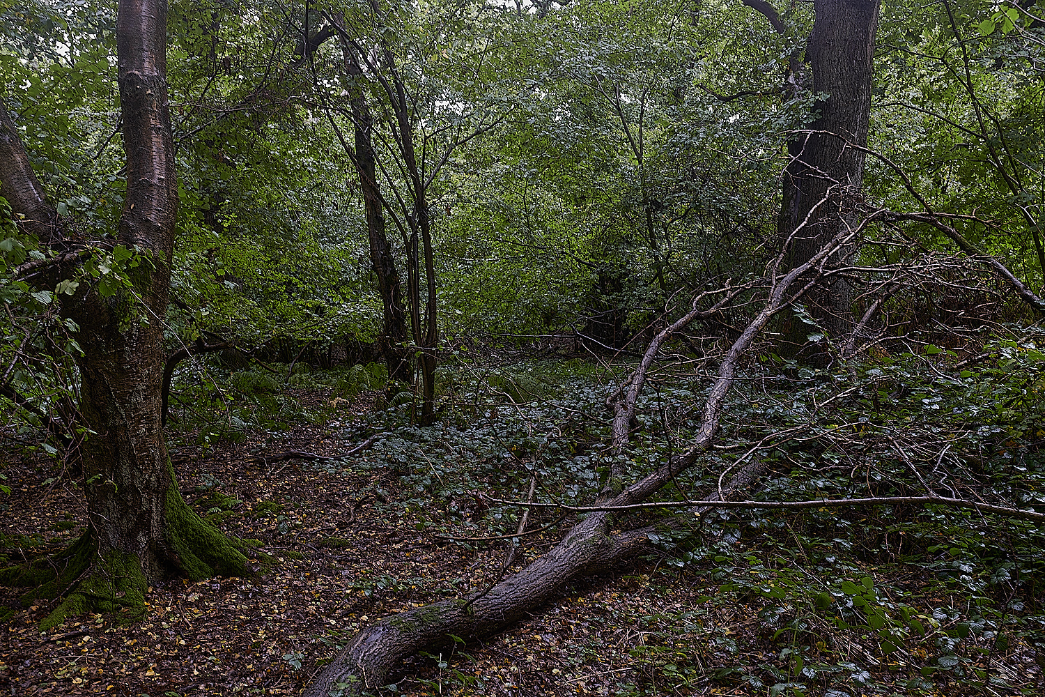 BarneyWood211023-3-NEF_DxO_DeepPRIMEXD 1