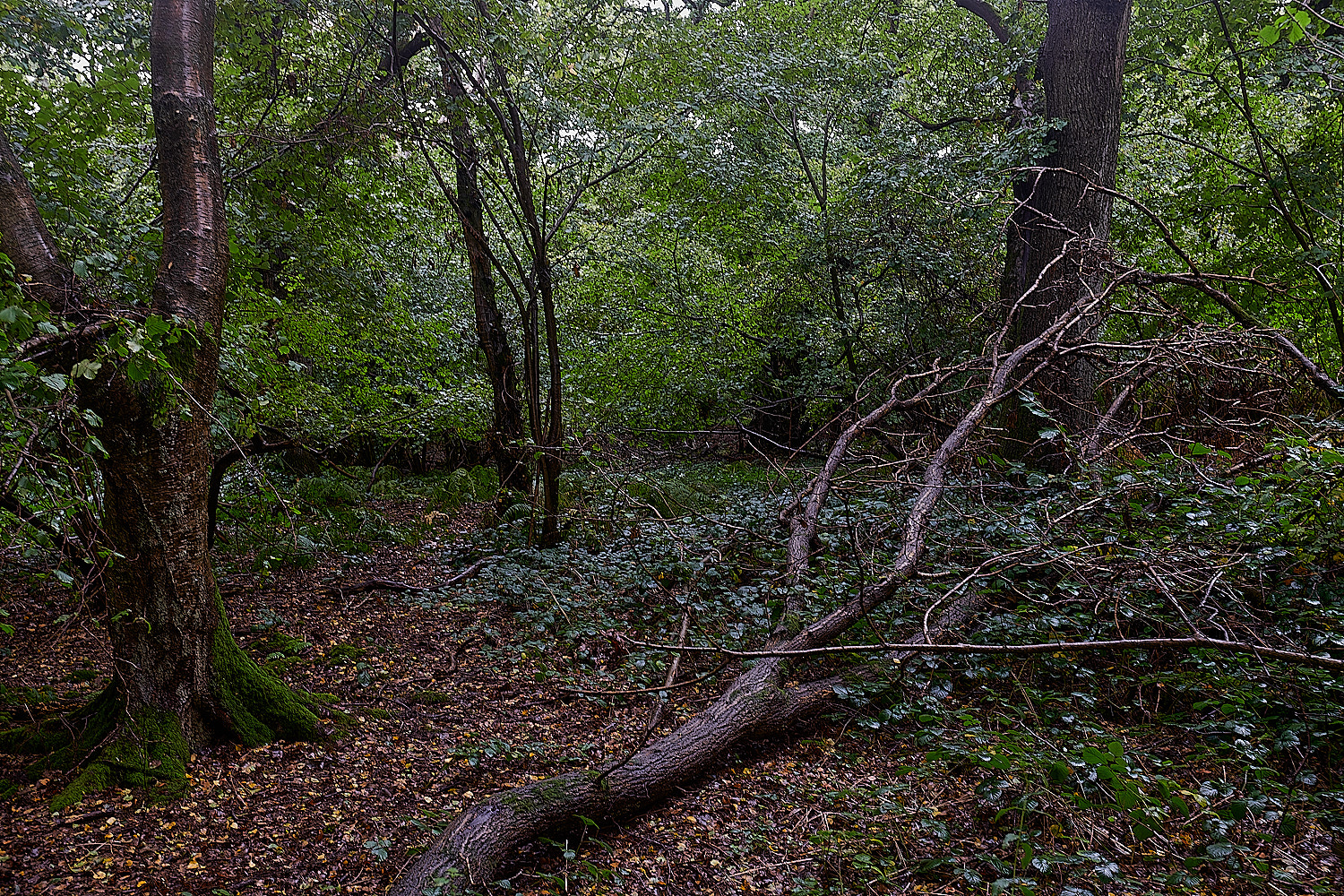 BarneyWood211023-3-NEF_DxO_DeepPRIMEXD