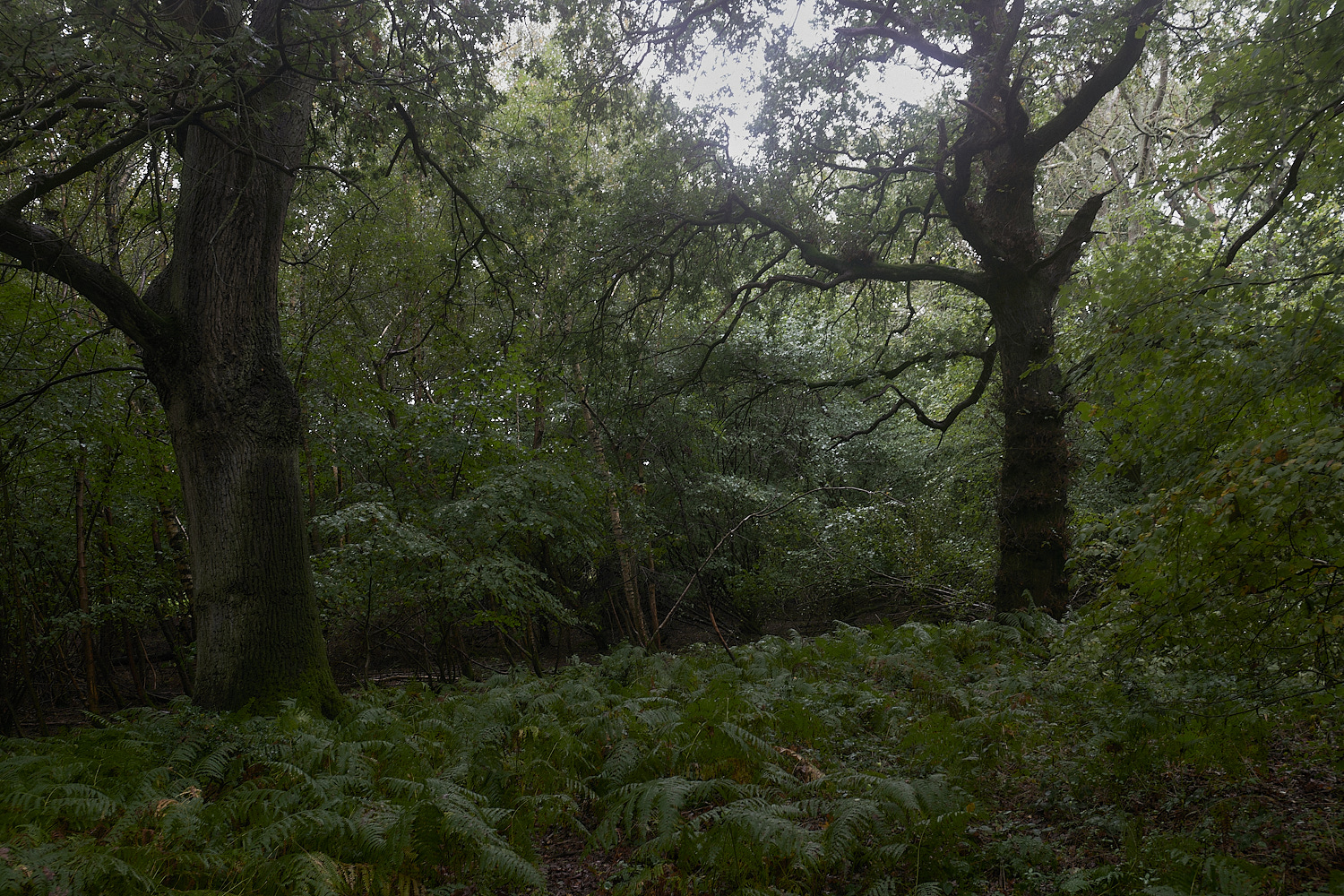 BarneyWood211023-4-NEF_DxO_DeepPRIMEXD