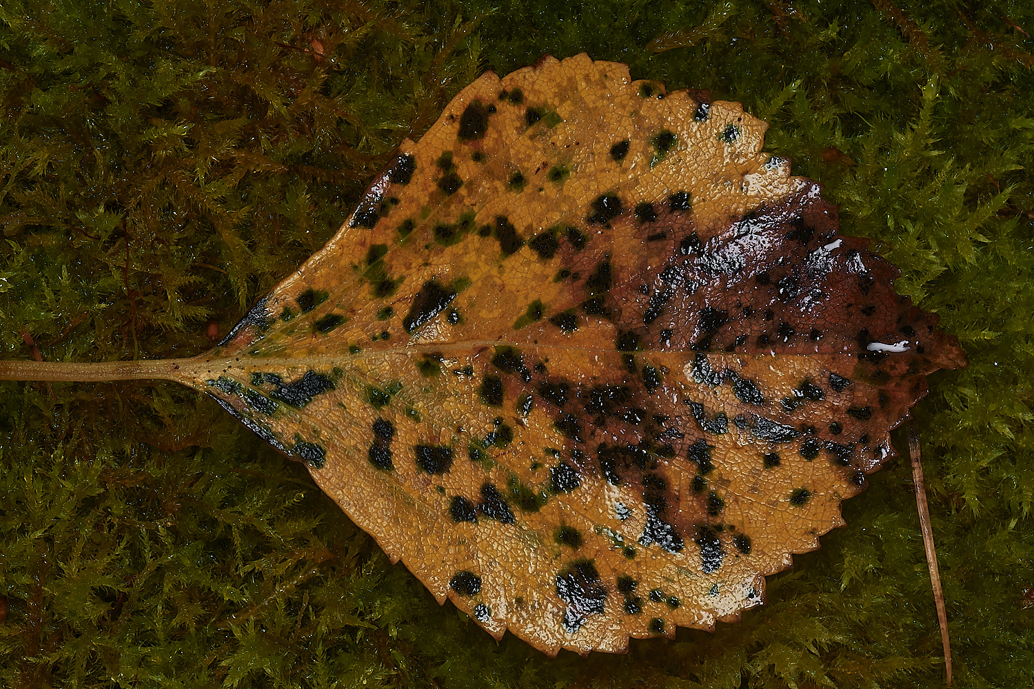 BarneyWoodbetulina211023-1-NEF_DxO_DeepPRIMEXD