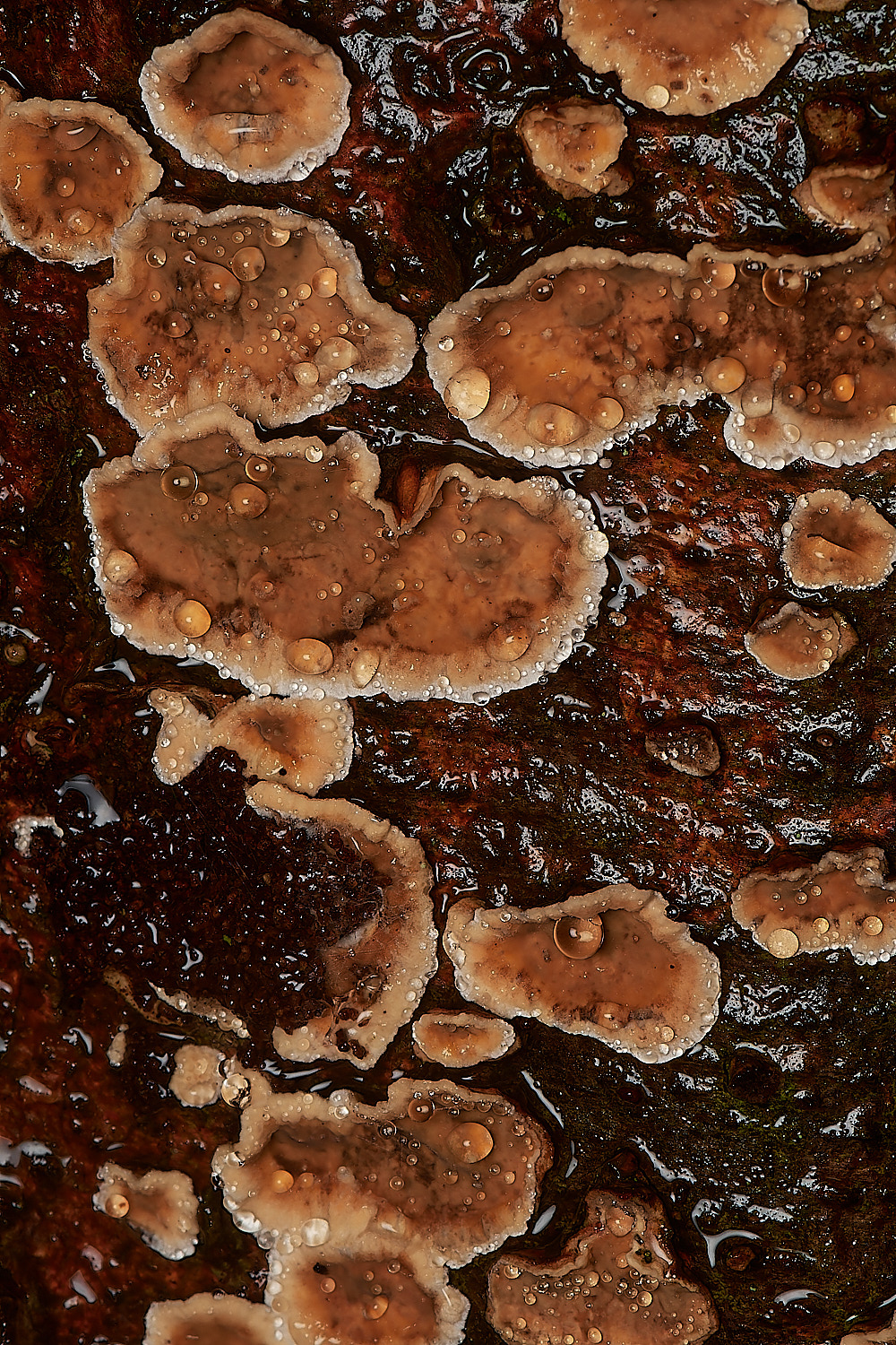 BarneyWoodBleedingBroadleafCrust211023-1-NEF_DxO_DeepPRIMEXD