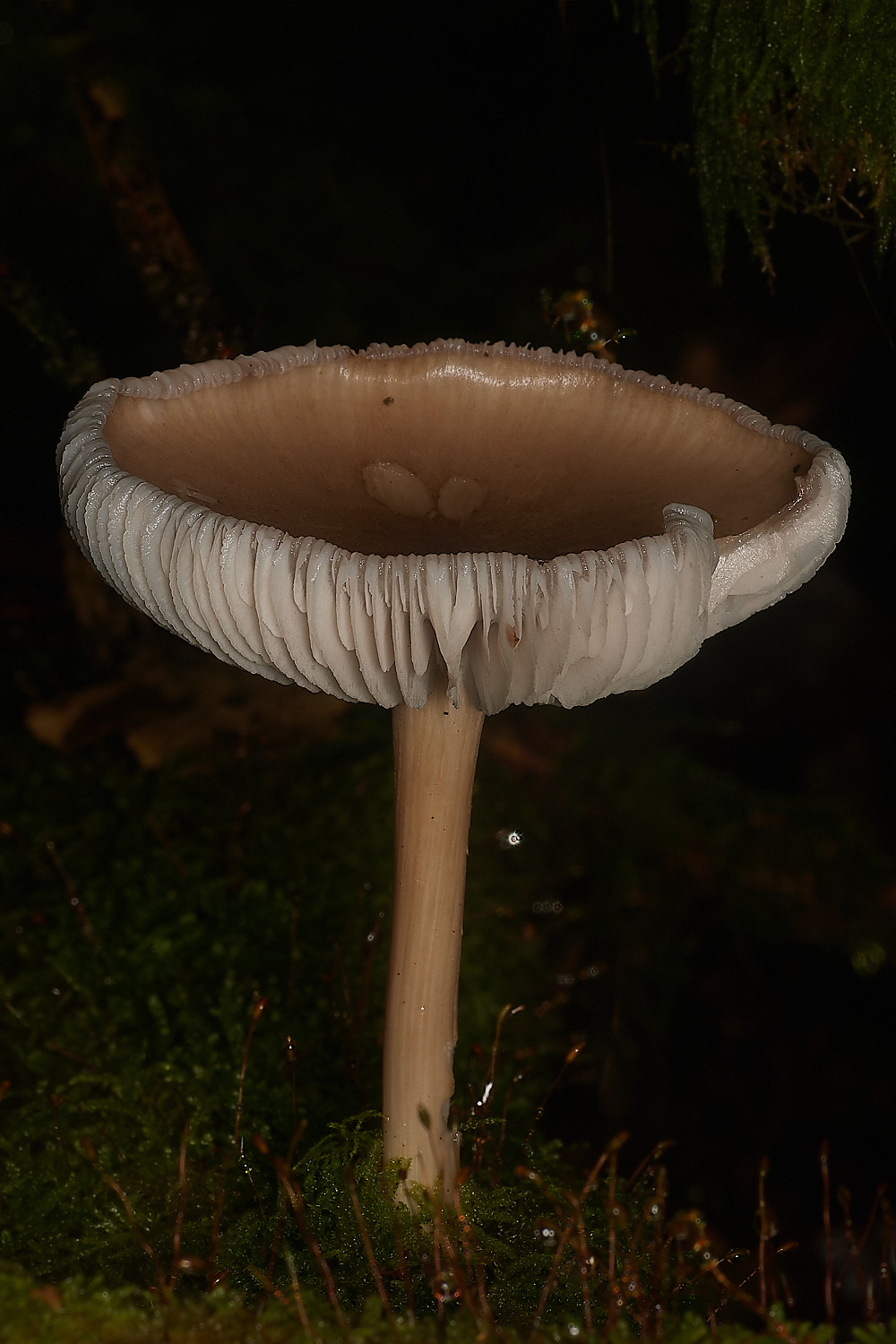 BarneyWoodBonnet211023-1-NEF_DxO_DeepPRIMEXD