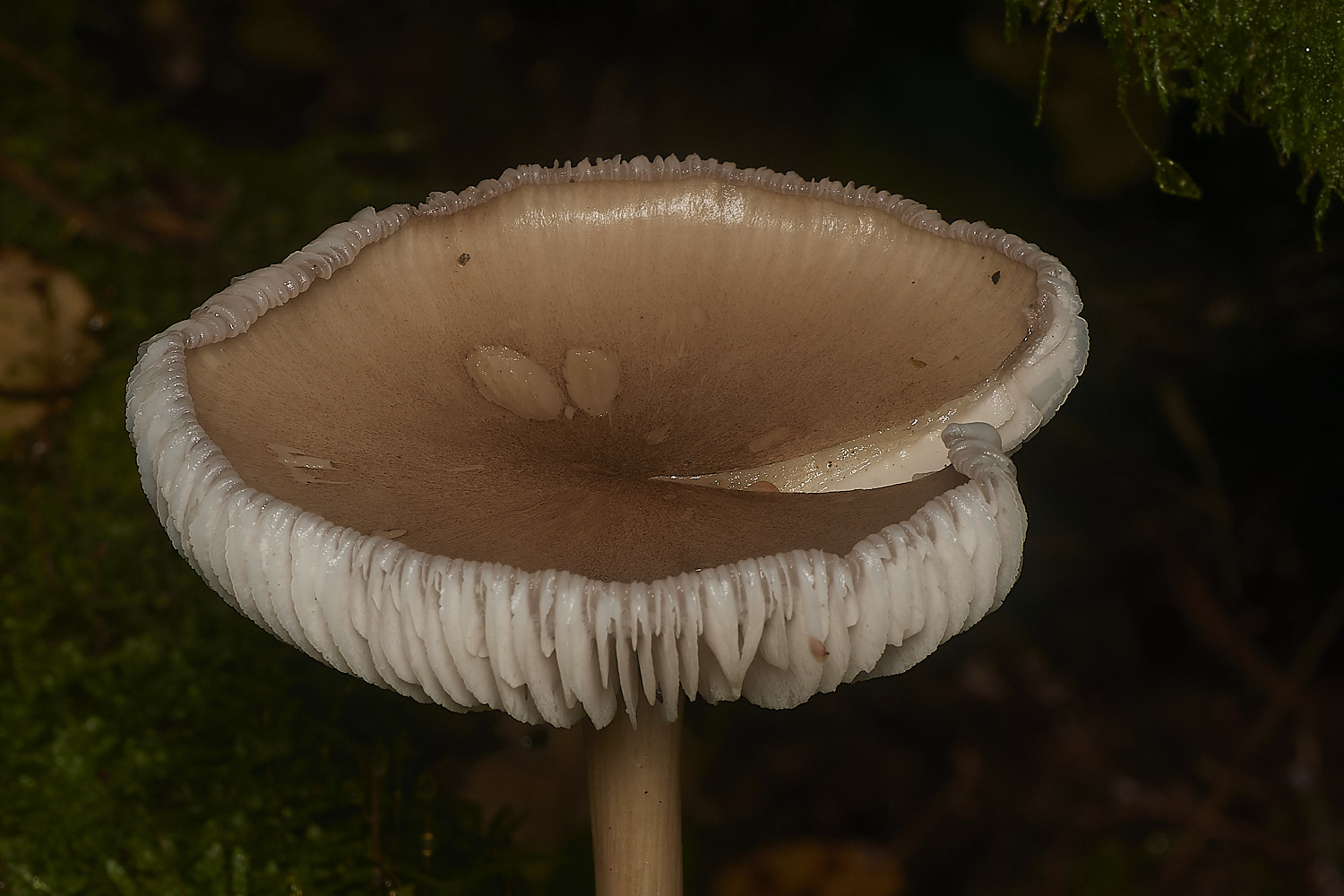 BarneyWoodBonnet211023-2-NEF_DxO_DeepPRIMEXD