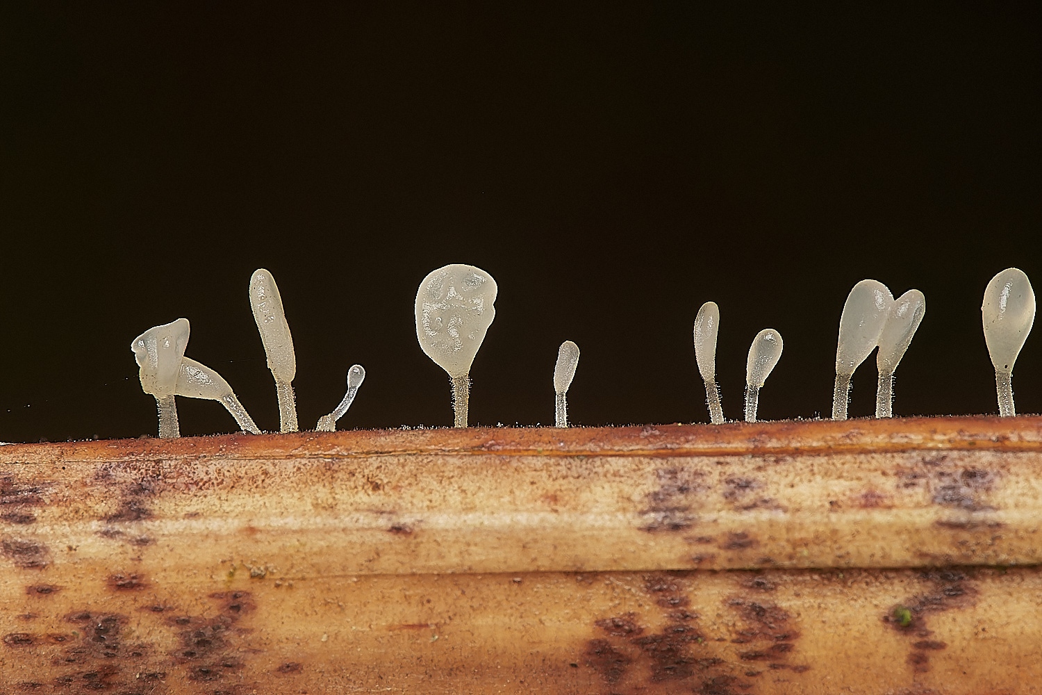 BarneyWoodBrackenClub211023-1-NEF_DxO_DeepPRIMEXD