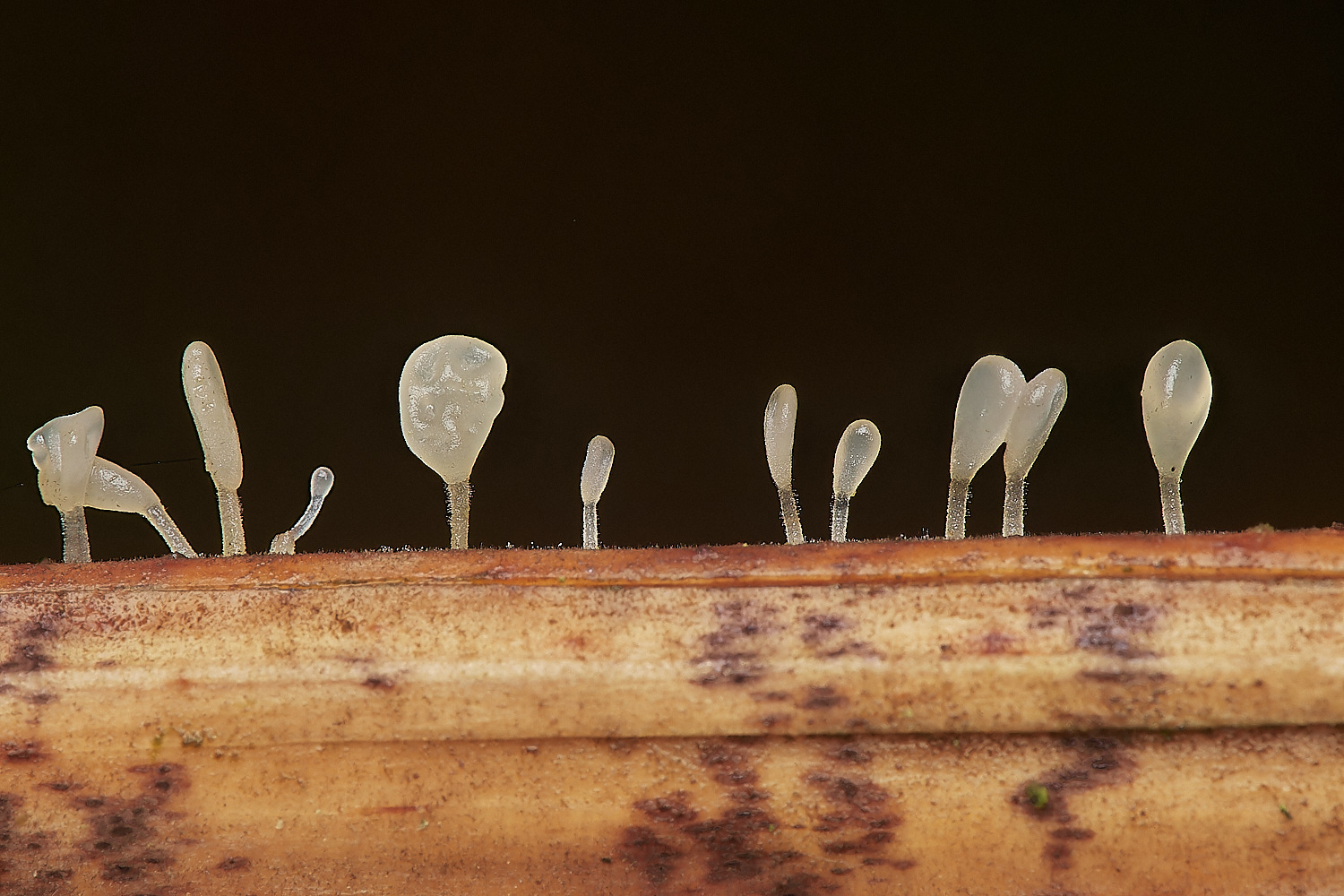 BarneyWoodBrackenClub211023-2-NEF_DxO_DeepPRIMEXD