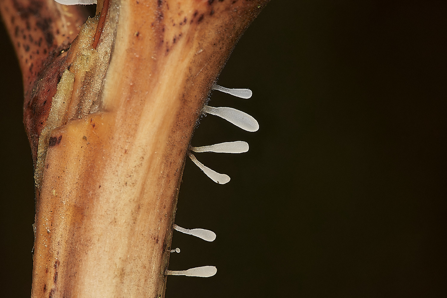 BarneyWoodBrackenClub211023-3-NEF_DxO_DeepPRIMEXD