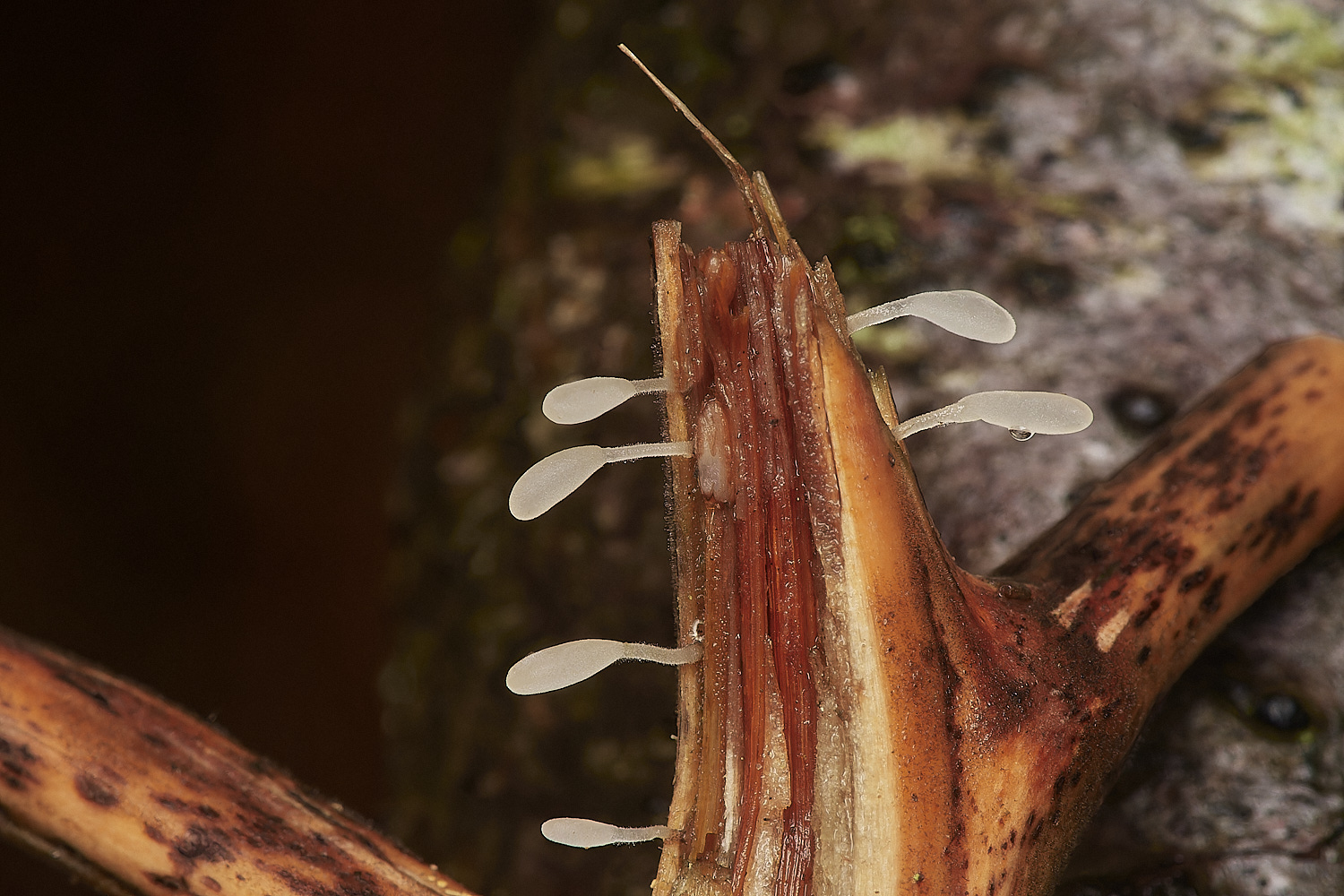 BarneyWoodBrackenClub211023-4-NEF_DxO_DeepPRIMEXD