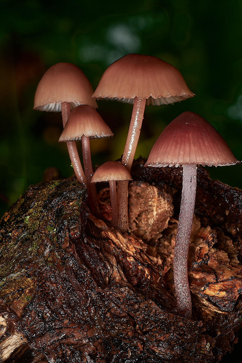 BarneyWoodBurgundyDropBonnet211023-1-NEF_DxO_DeepPRIMEXD