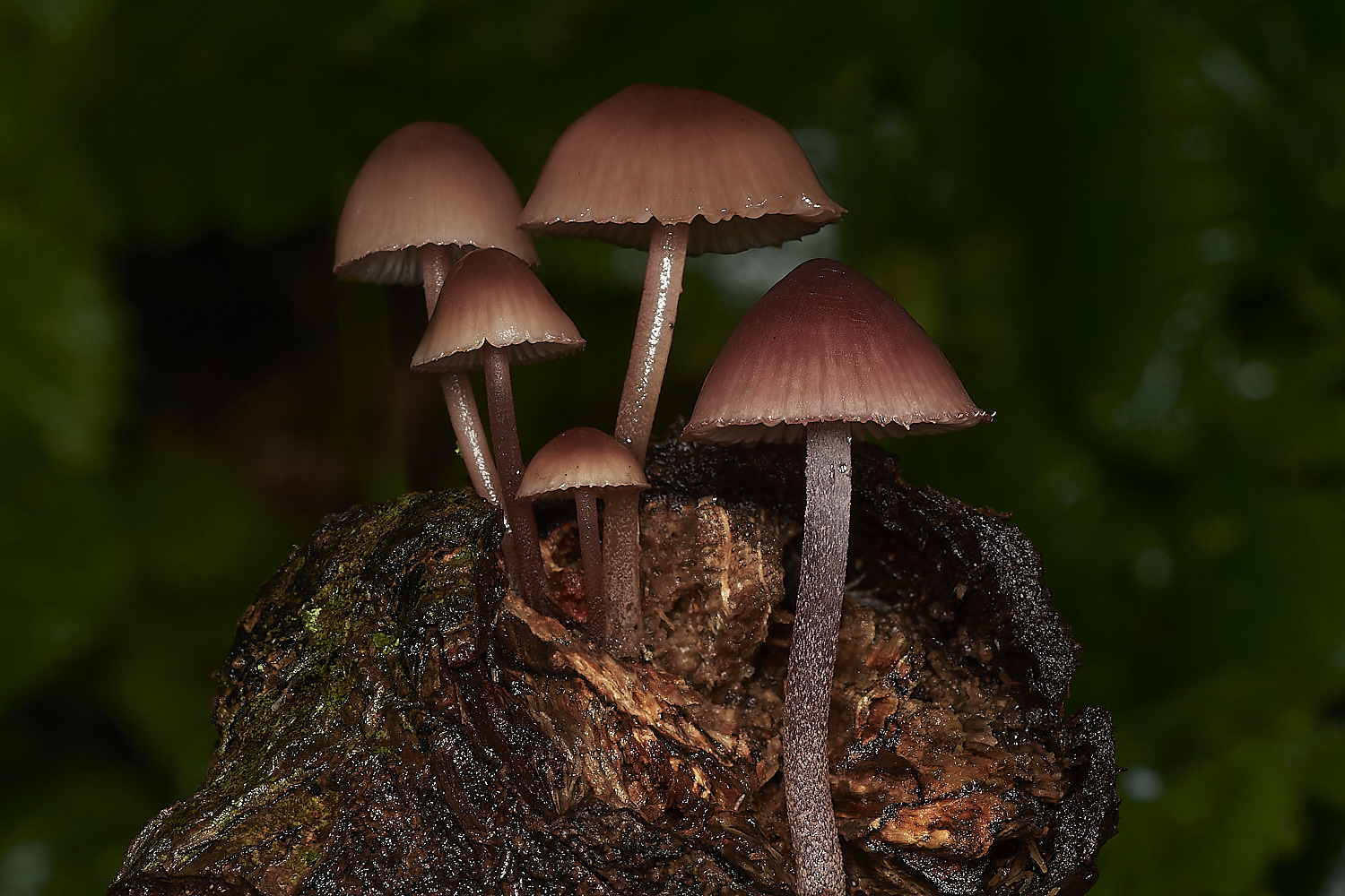 BarneyWoodBurgundyDropBonnet211023-2-NEF_DxO_DeepPRIMEXD 1