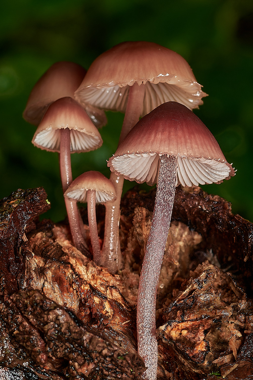 BarneyWoodBurgundyDropBonnet211023-3-NEF_DxO_DeepPRIMEXD