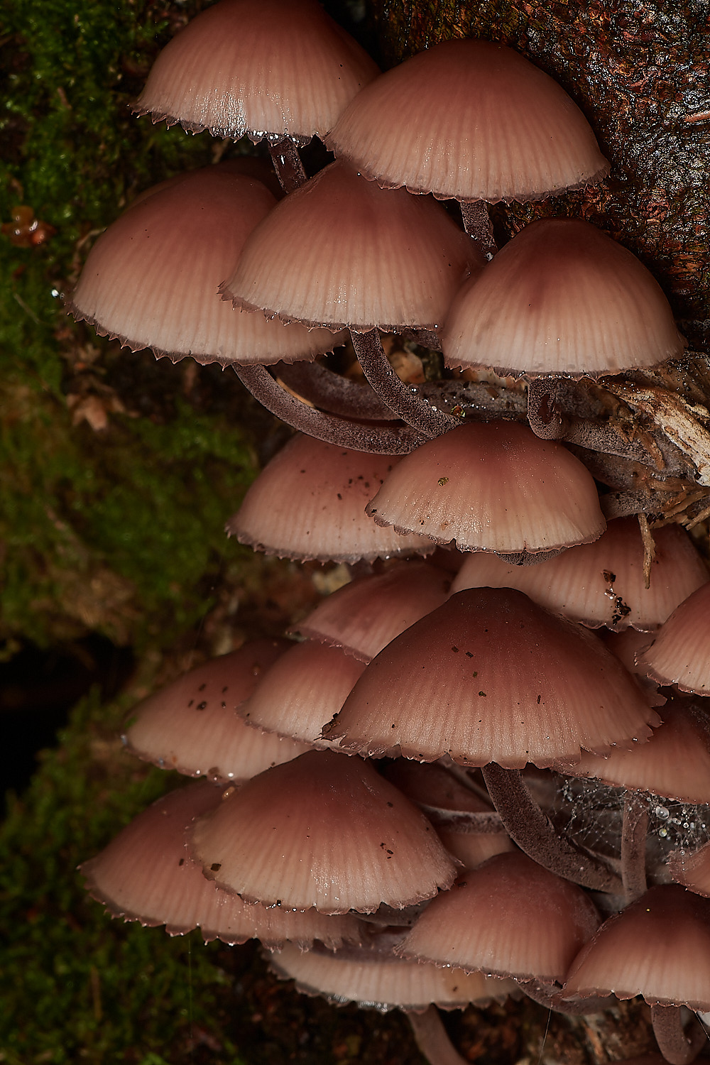 BarneyWoodBurgundyDropBonnet211023-4-NEF_DxO_DeepPRIMEXD