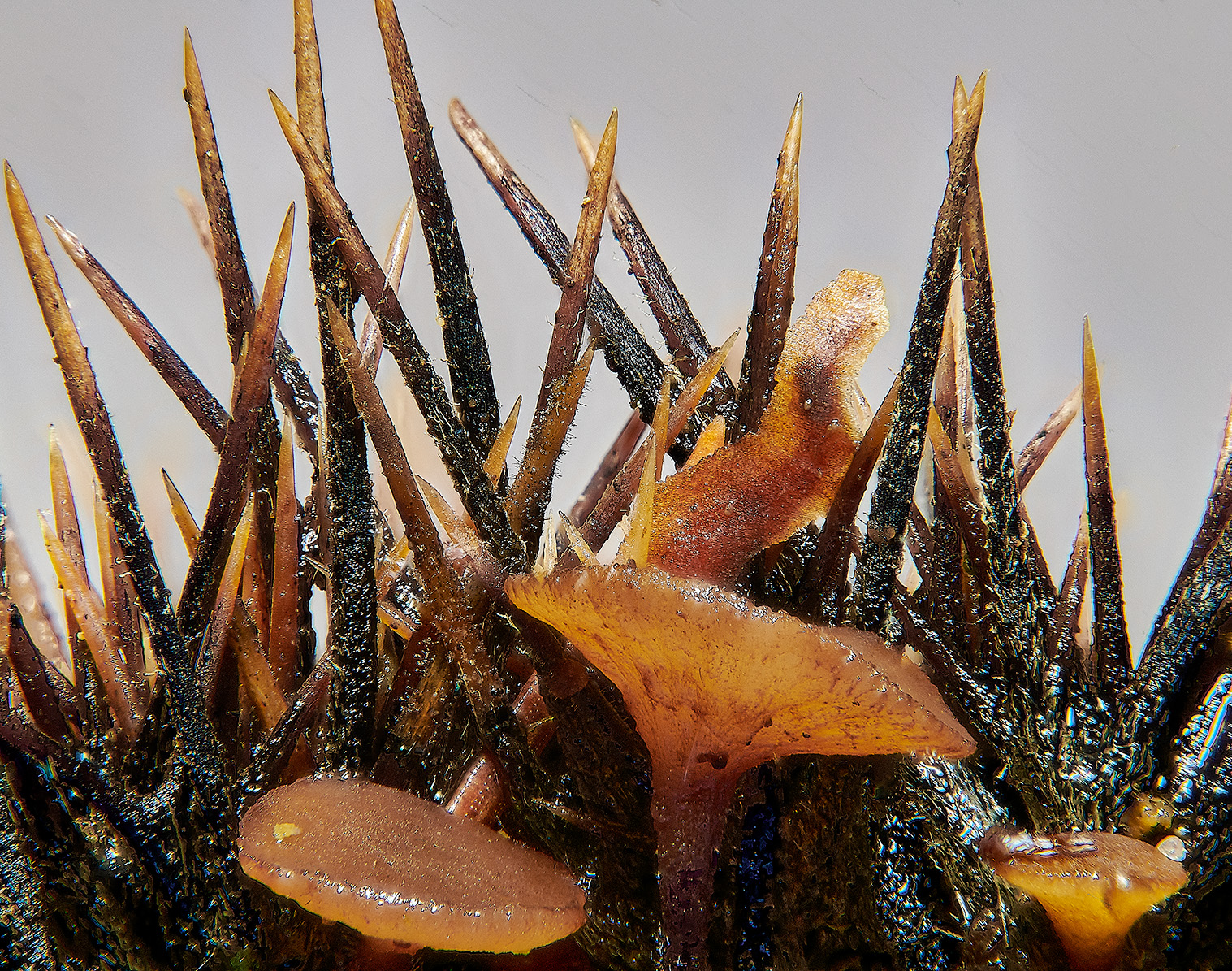 BarneyWoodChestnutFungi211023-2a