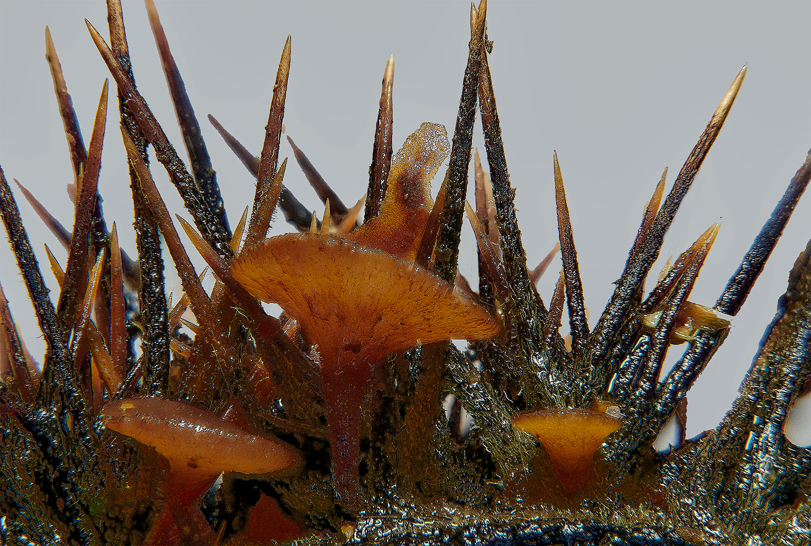 BarneyWoodChestnutFungus211023-1b 1