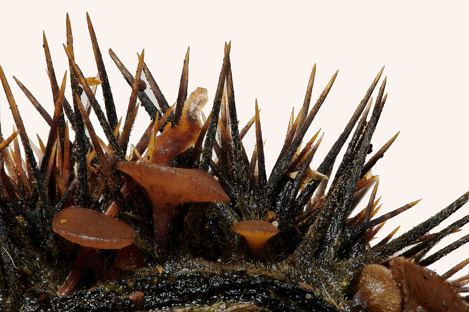 BarneyWoodChestnutFungus211023-3a