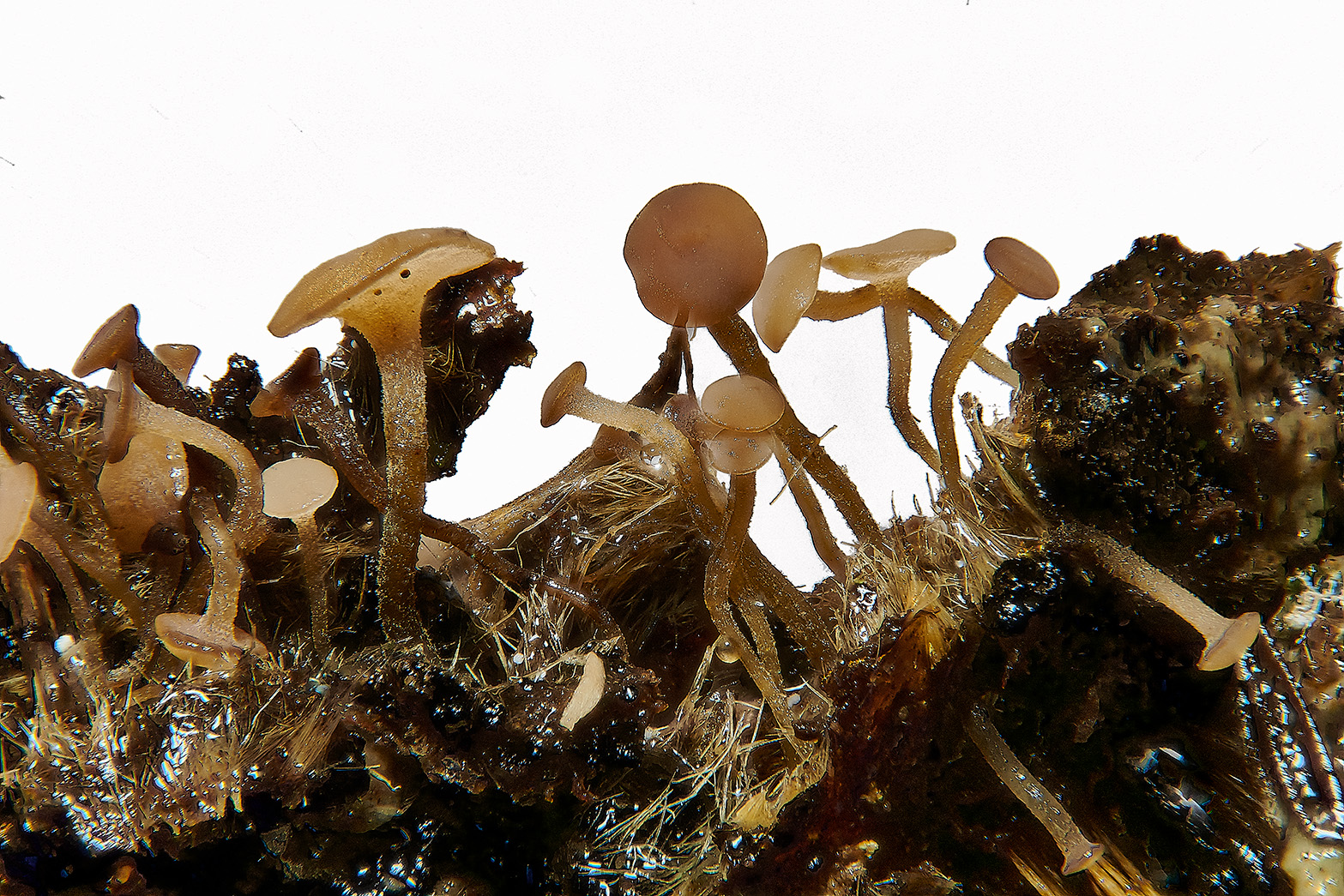 BarneyWoodChestnutFungus211023-4a