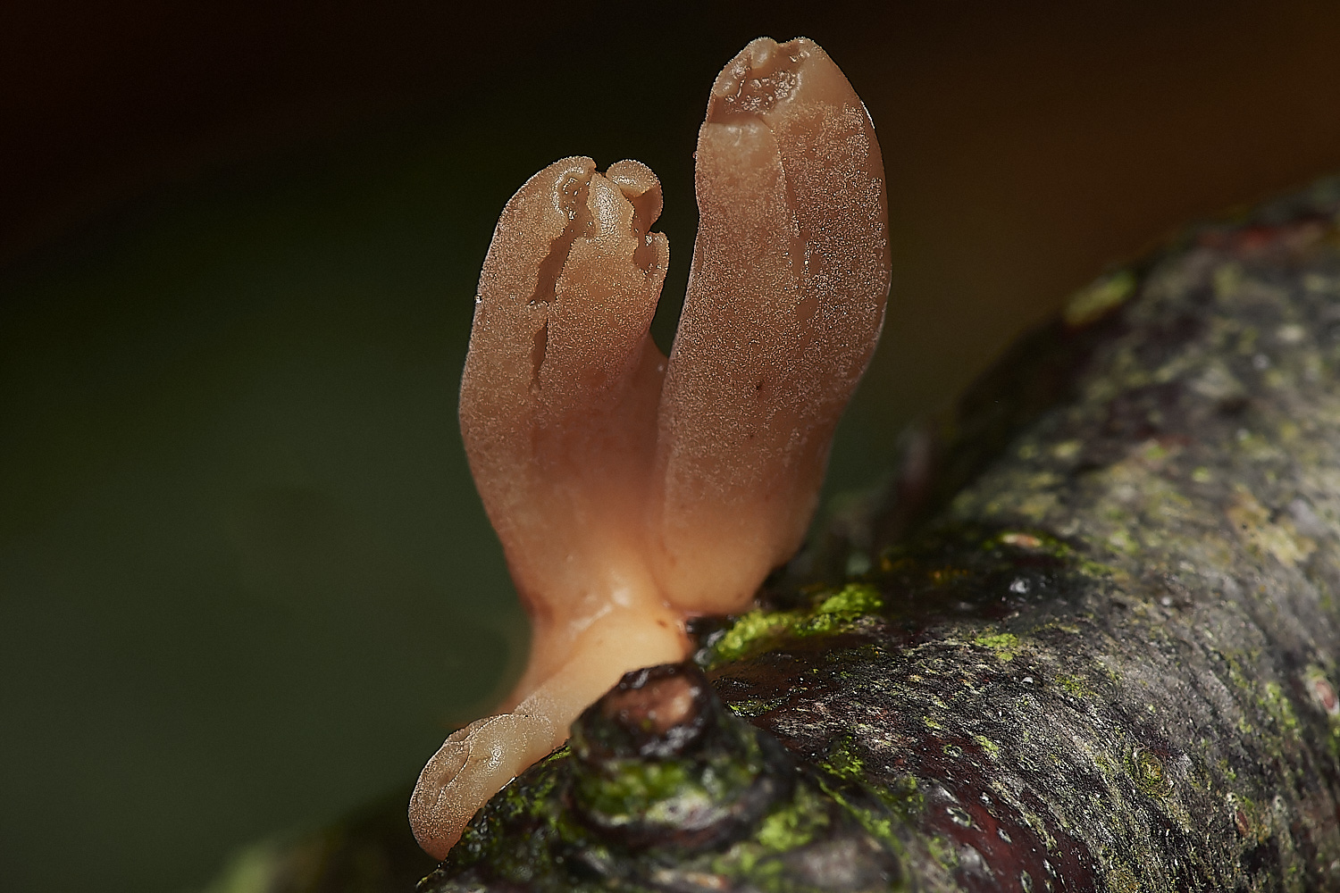 BarneyWoodContortedClub211023-1-NEF_DxO_DeepPRIMEXD