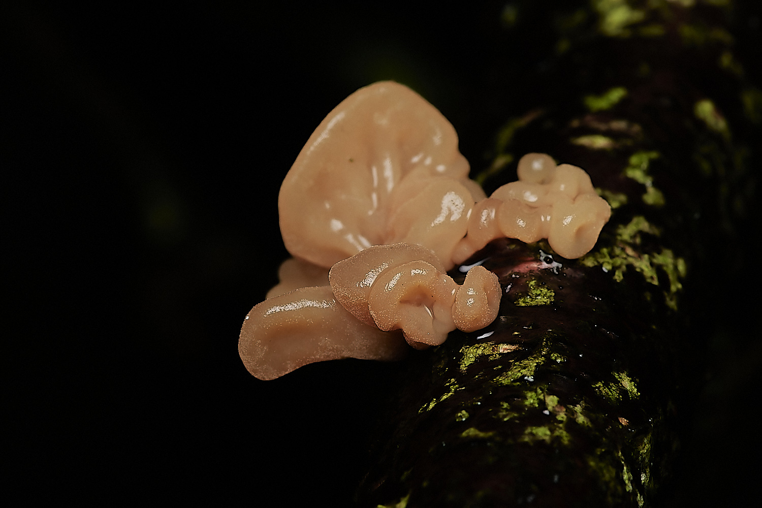 BarneyWoodContortedClub211023-2-NEF_DxO_DeepPRIMEXD