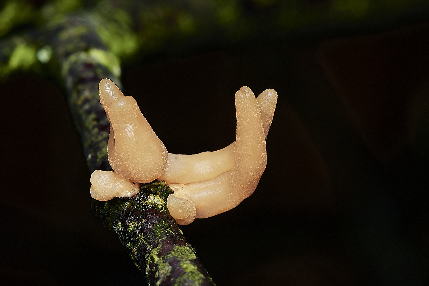 BarneyWoodContortedClub211023-3-NEF_DxO_DeepPRIMEXD