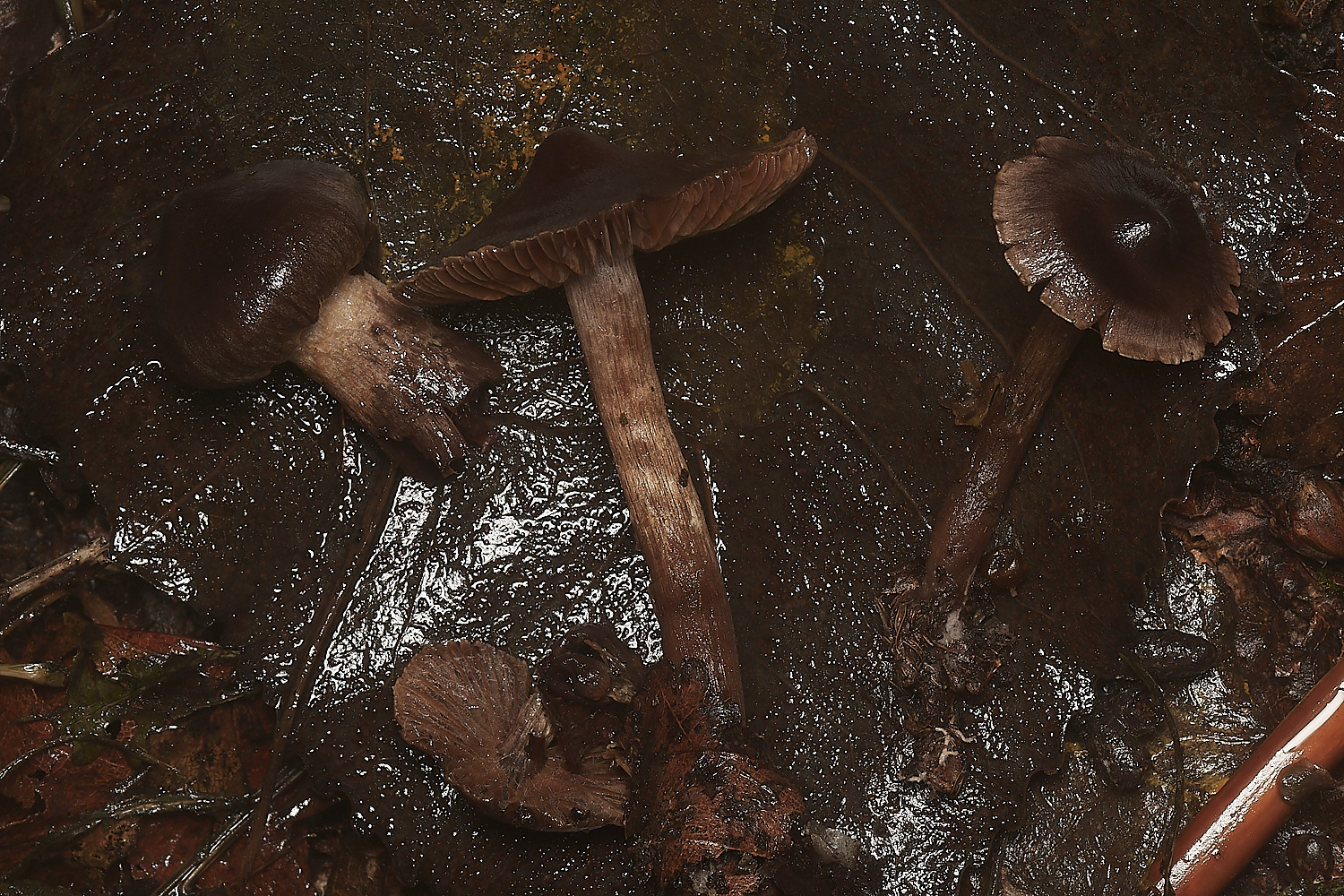 BarneyWoodCortonariusSp211023-1-NEF_DxO_DeepPRIMEXD