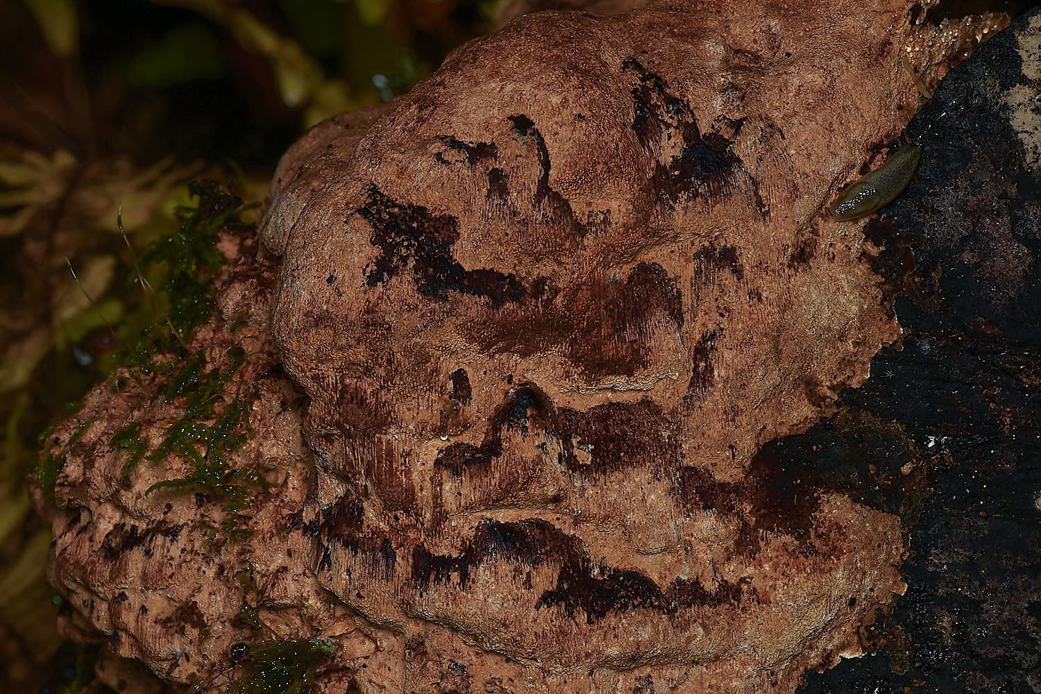 BarneyWoodCrust211023-1-NEF_DxO_DeepPRIMEXD