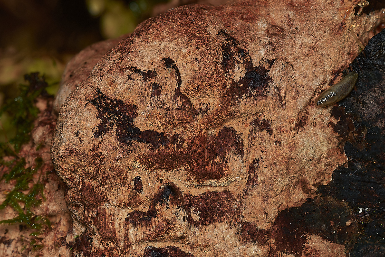 BarneyWoodCrust211023-2-NEF_DxO_DeepPRIMEXD