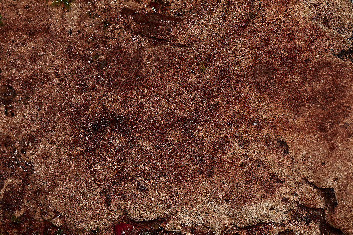 BarneyWoodCrust211023-3-NEF_DxO_DeepPRIMEXD