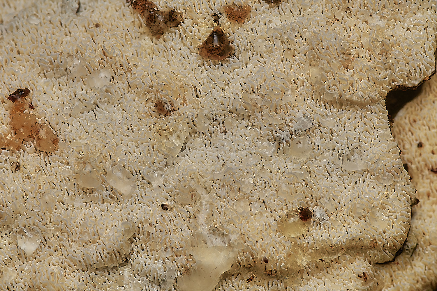 BarneyWoodCrust2211023-1-NEF_DxO_DeepPRIMEXD