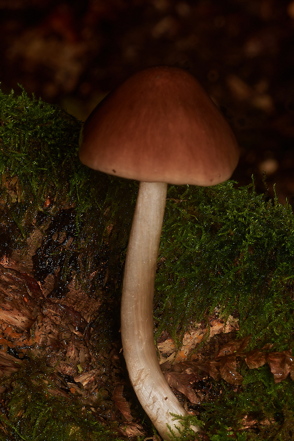 BarneyWoodDeerShield211023-1-NEF_DxO_DeepPRIMEXD