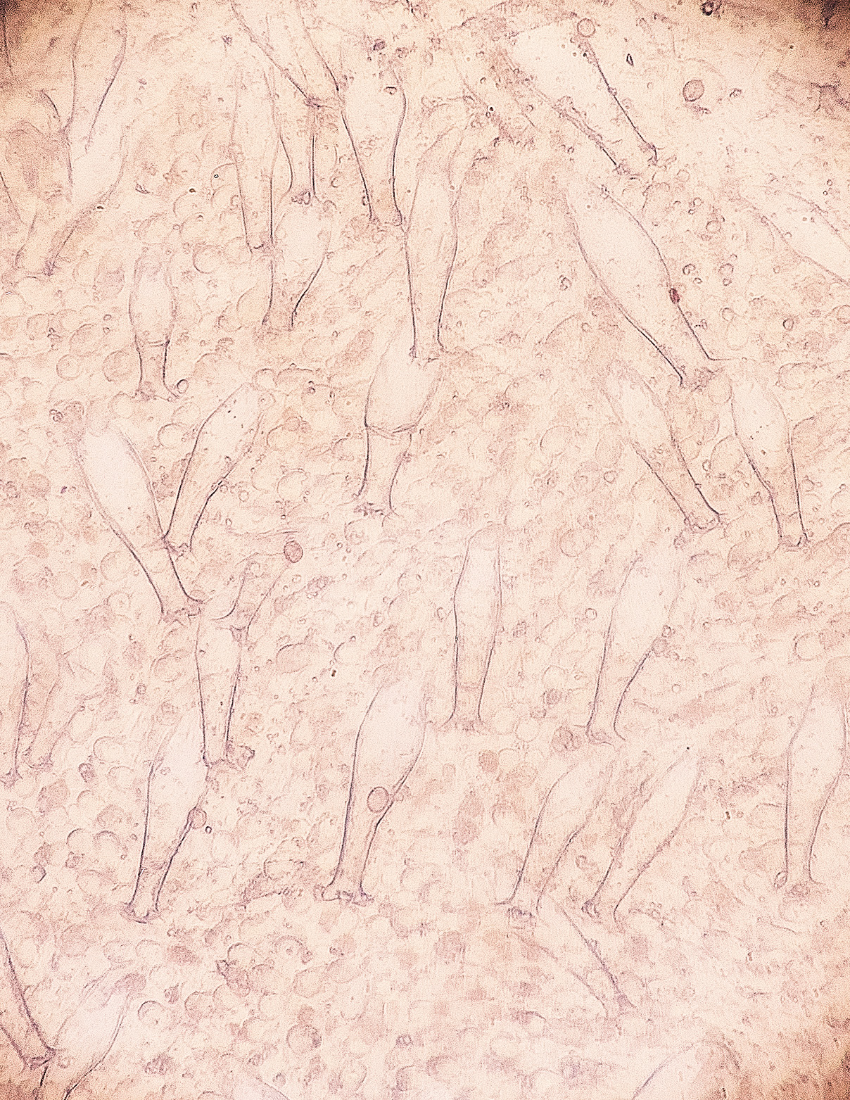 BarneyWoodDeerShield211023-2a