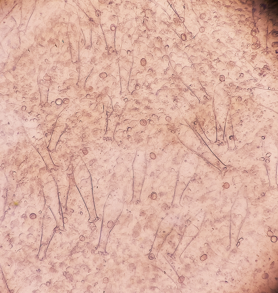 BarneyWoodDeerShield211023-3