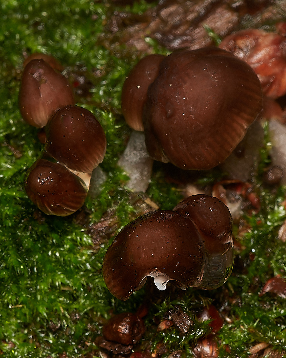 BarneyWoodFungus1211023-1-NEF_DxO_DeepPRIMEXD