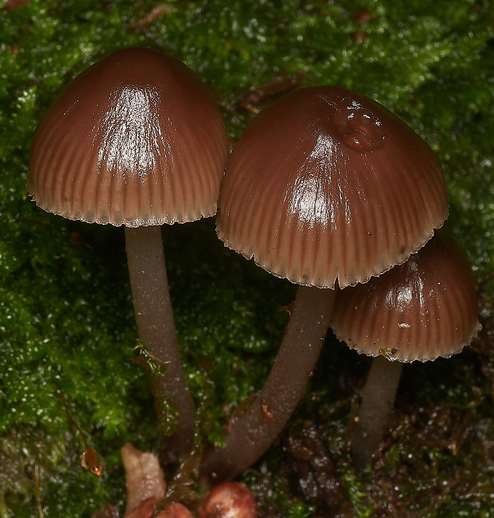 BarneyWoodFungus1211023-2-NEF_DxO_DeepPRIMEXD