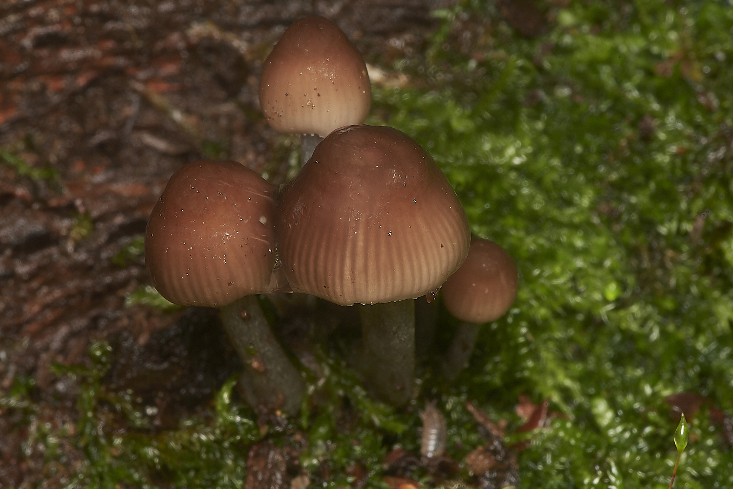 BarneyWoodFungus1211023-3-NEF_DxO_DeepPRIMEXD