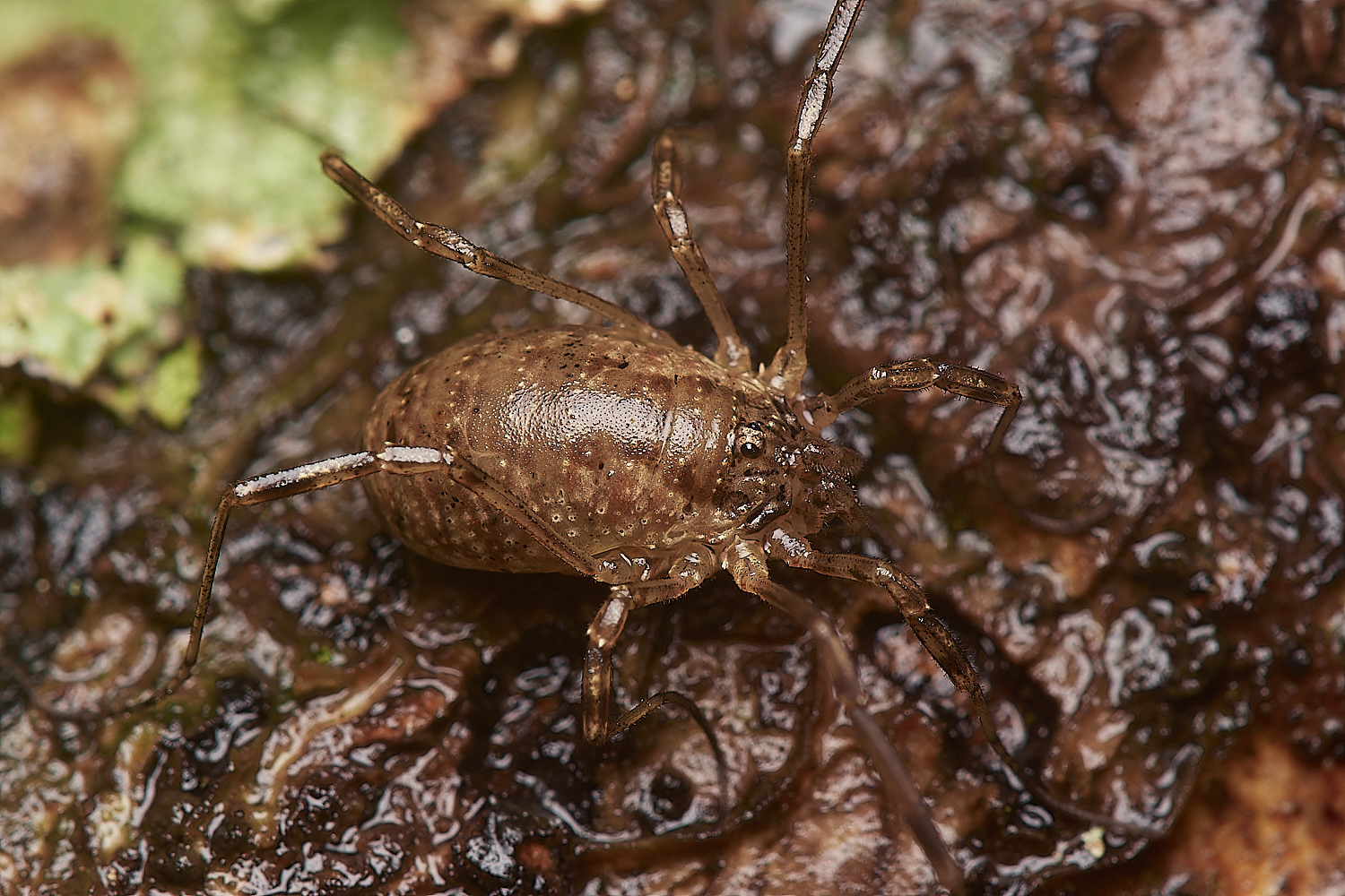 BarneyWoodHarvestmen211023-1-NEF_DxO_DeepPRIMEXD