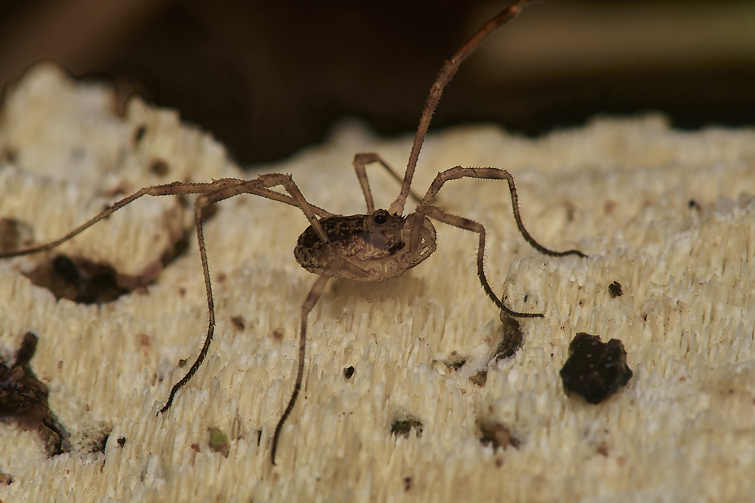 BarneyWoodHarvestmen2211023-1-NEF_DxO_DeepPRIMEXD