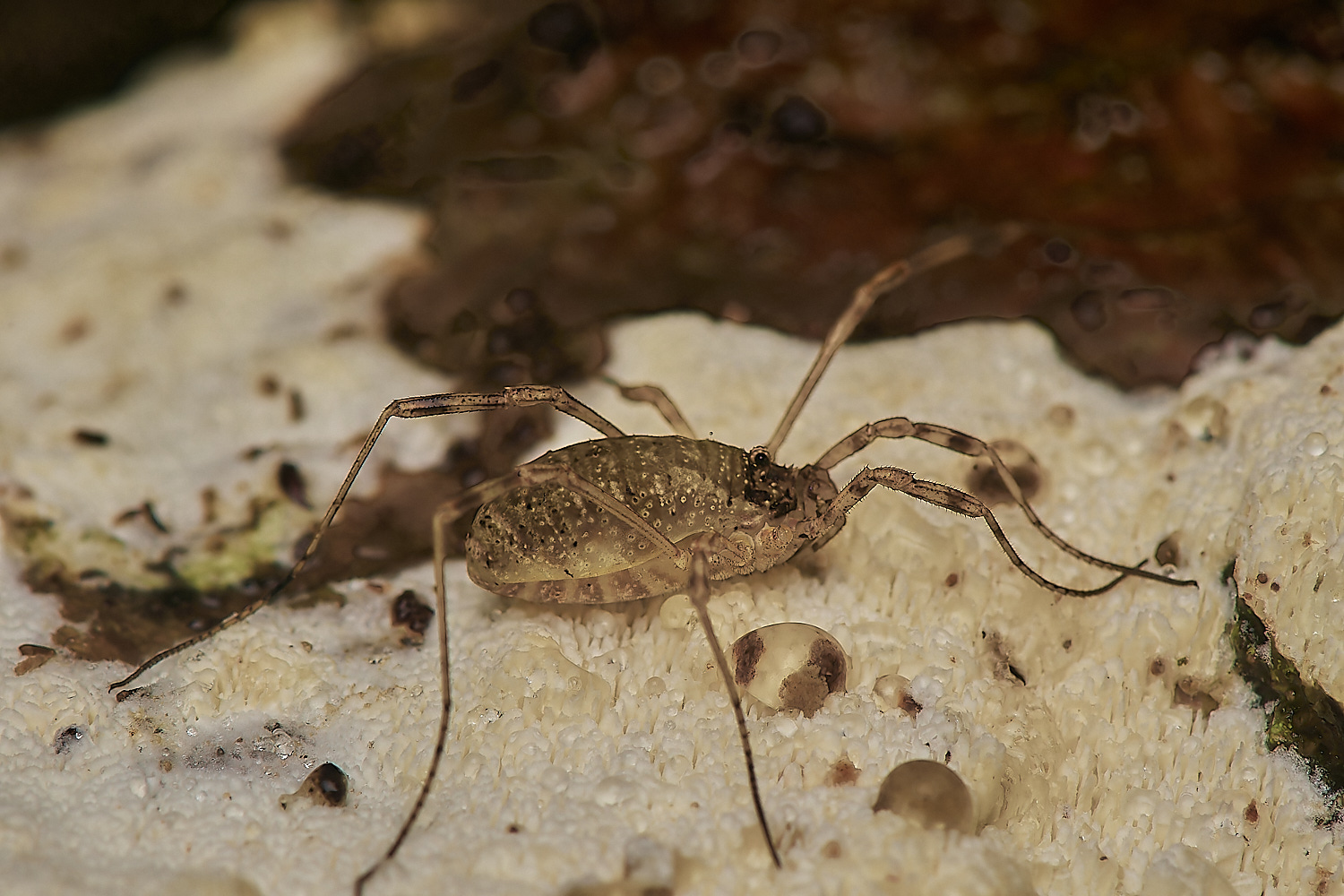 BarneyWoodHarvestmen2211023-2-NEF_DxO_DeepPRIMEXD