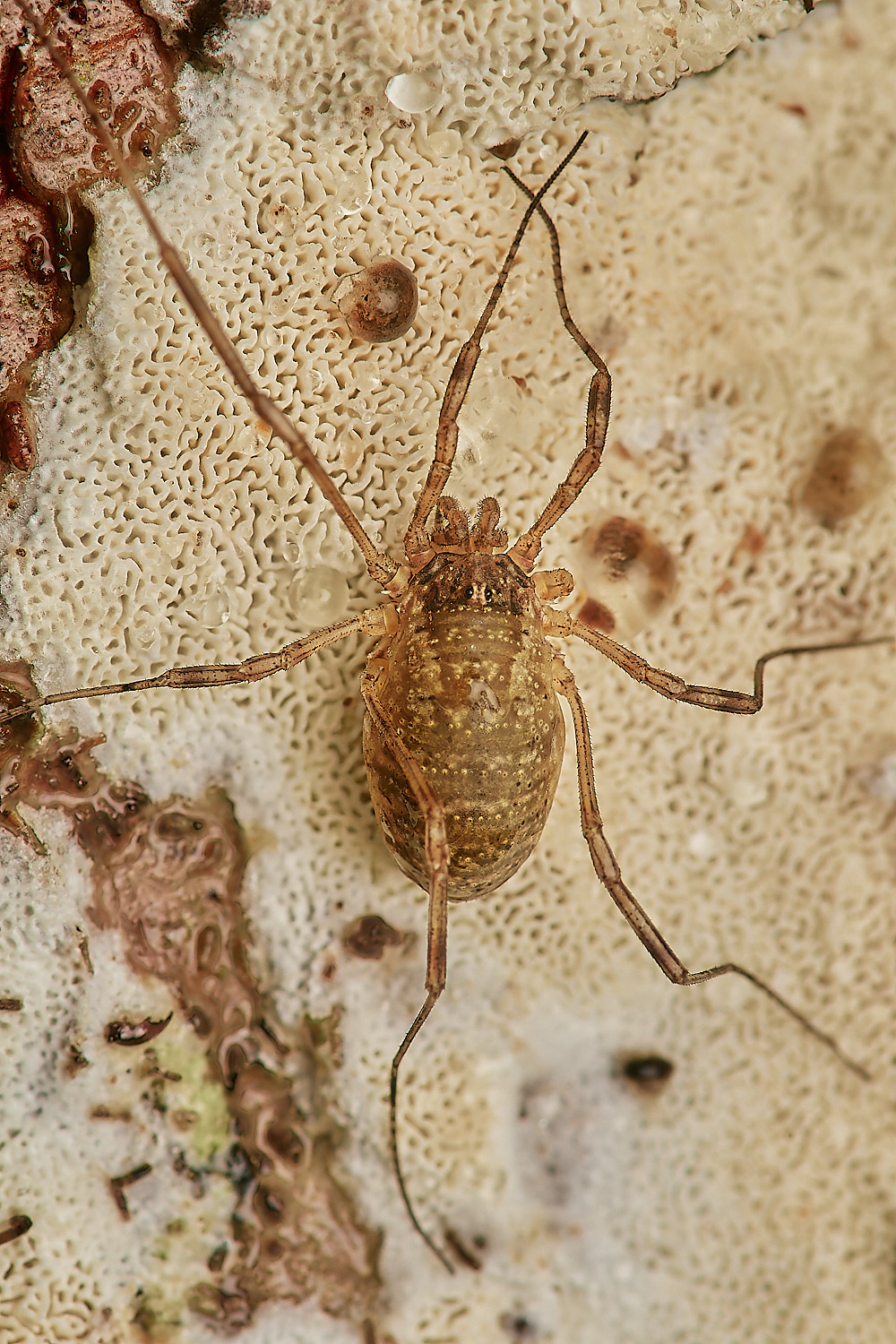 BarneyWoodHarvestmen2211023-3-NEF_DxO_DeepPRIMEXD