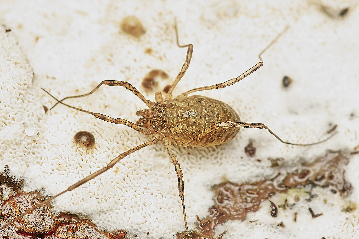 BarneyWoodHarvestmen2211023-4-NEF_DxO_DeepPRIMEXD