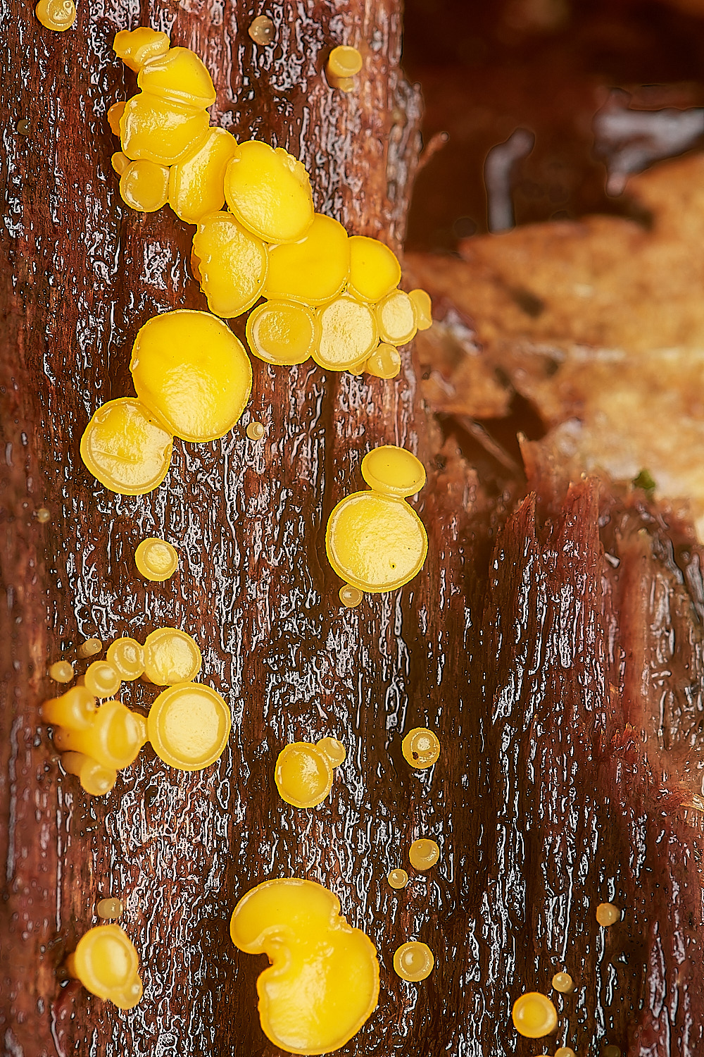 BarneyWoodHymenoscyphus211023-1-NEF_DxO_DeepPRIMEXD