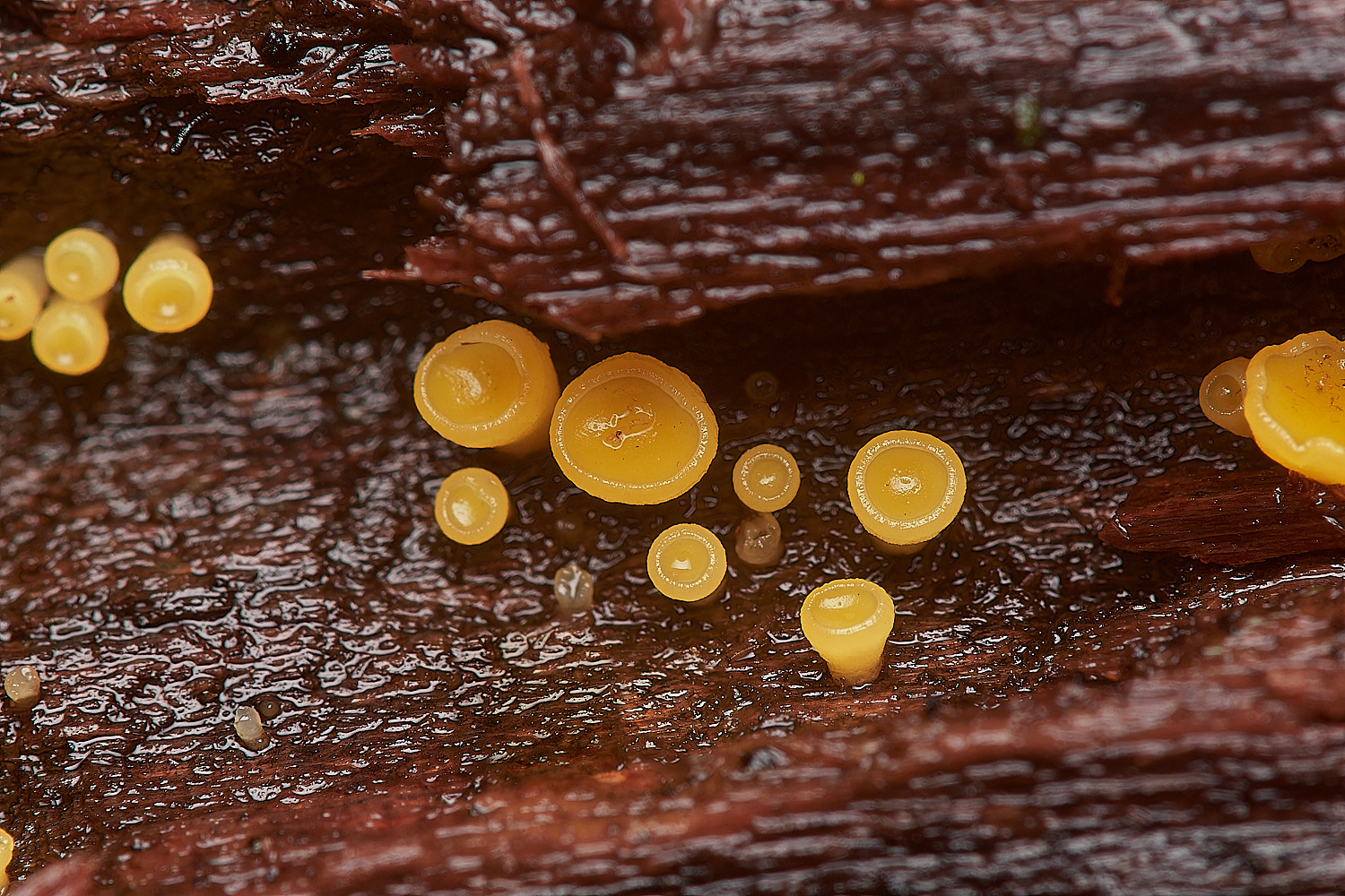 BarneyWoodHymenoscyphus211023-2-NEF_DxO_DeepPRIMEXD