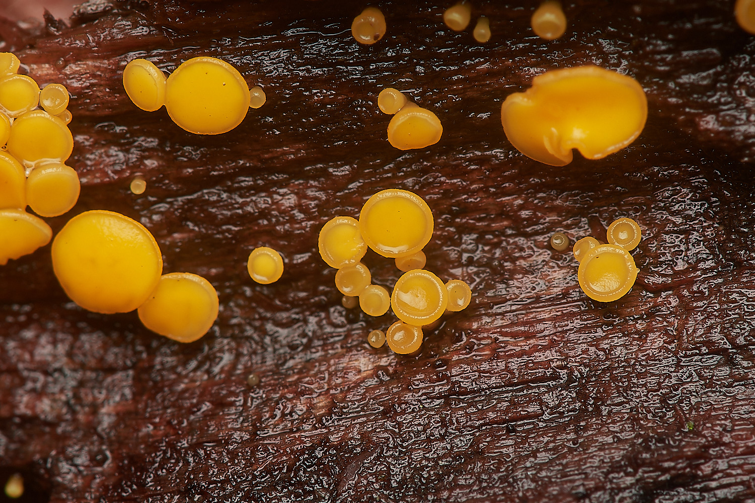 BarneyWoodHymenoscyphus211023-3-NEF_DxO_DeepPRIMEXD