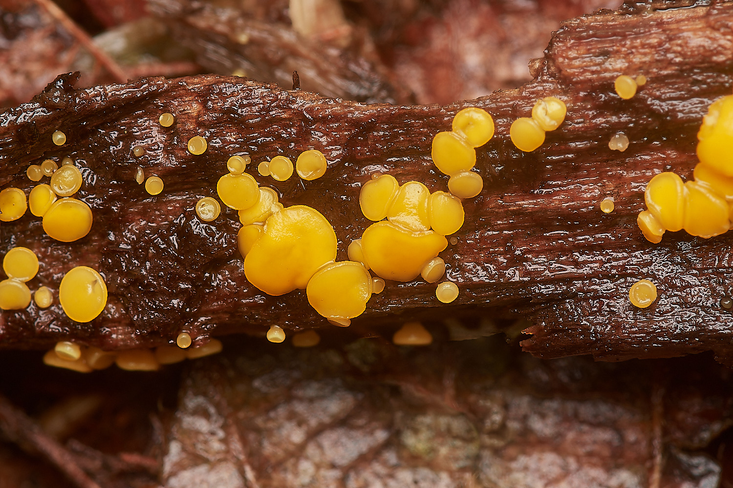 BarneyWoodHymenoscyphus211023-4-NEF_DxO_DeepPRIMEXD