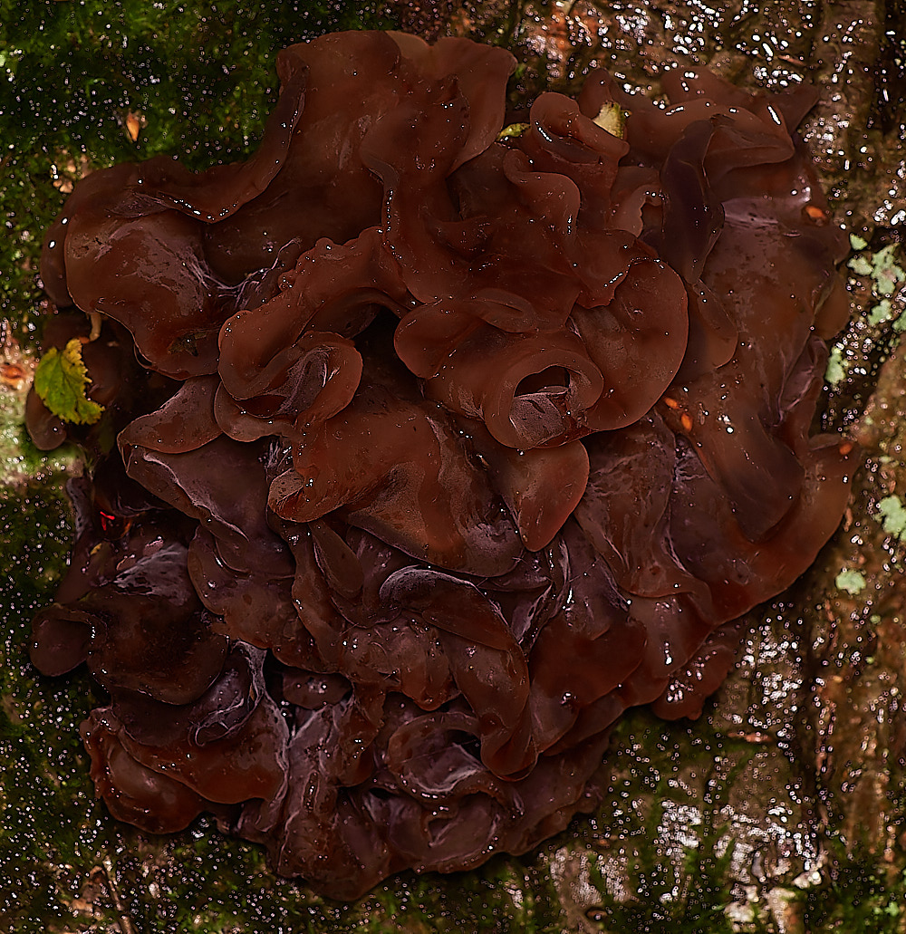 BarneyWoodLeafBrain211023-1-NEF_DxO_DeepPRIMEXD