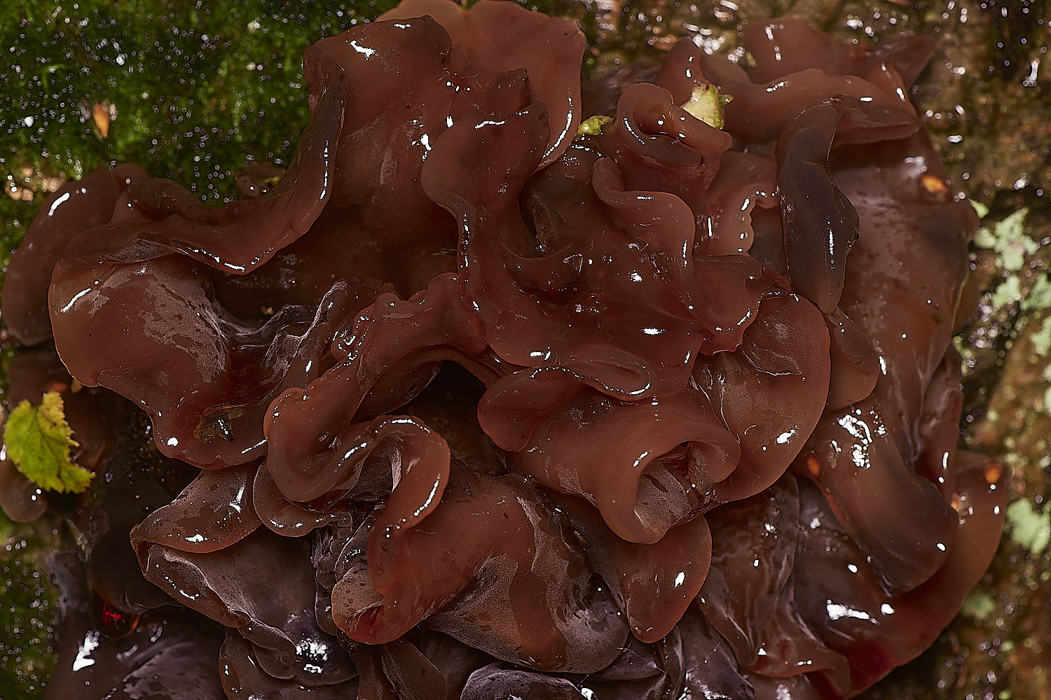 BarneyWoodLeafBrain211023-2-NEF_DxO_DeepPRIMEXD