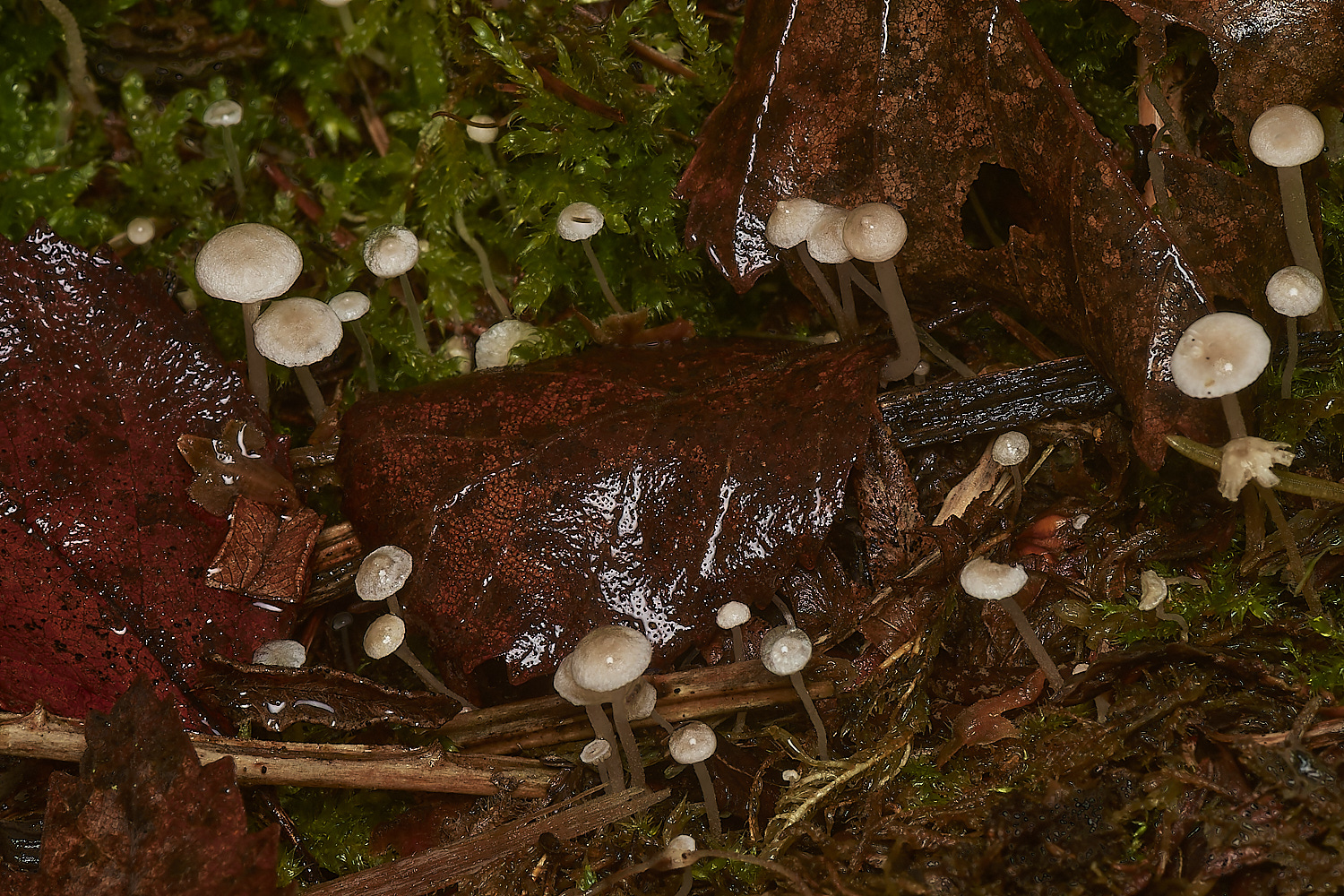 BarneyWoodLittleWhite211023-1-NEF_DxO_DeepPRIMEXD