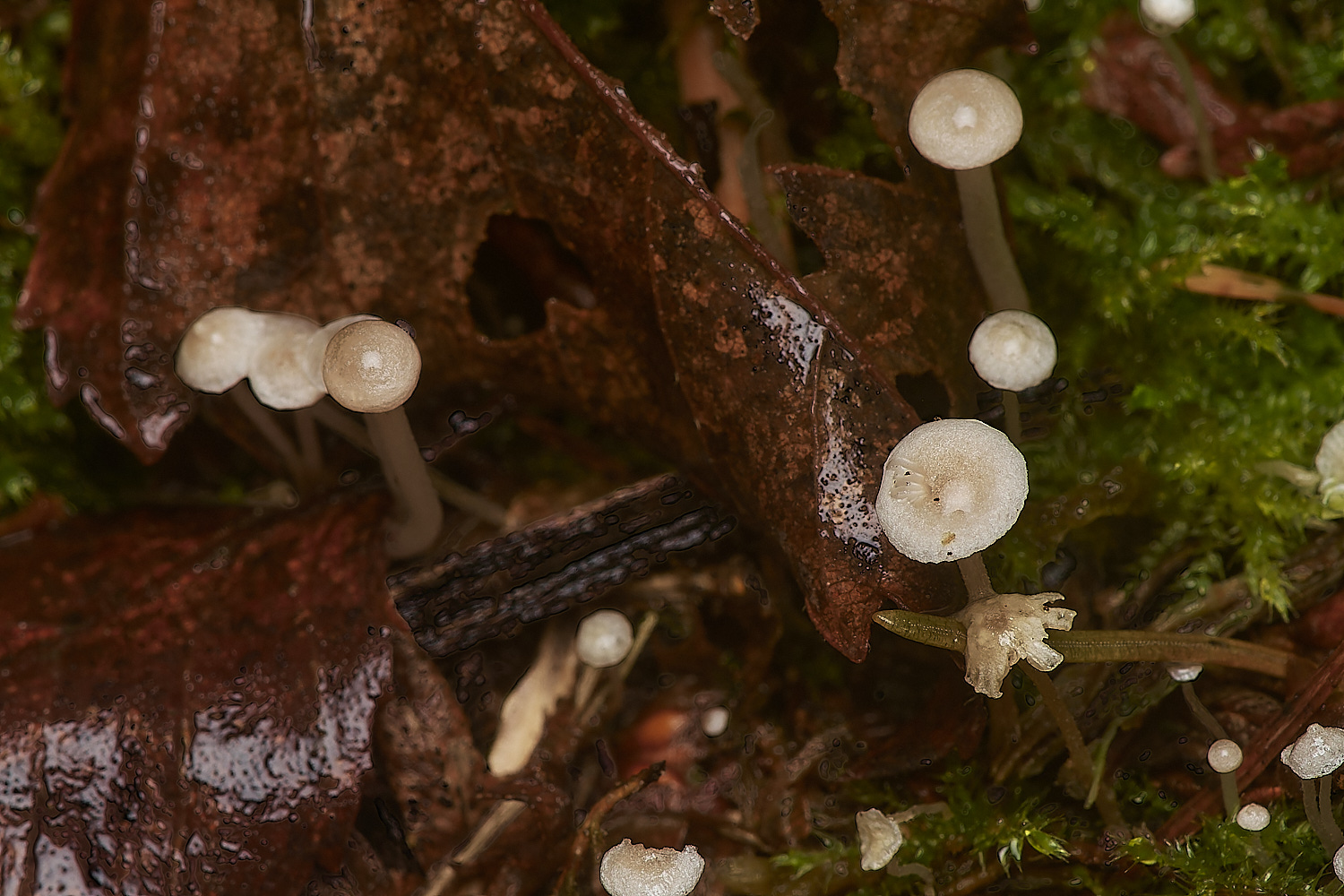 BarneyWoodLittleWhite211023-2-NEF_DxO_DeepPRIMEXD