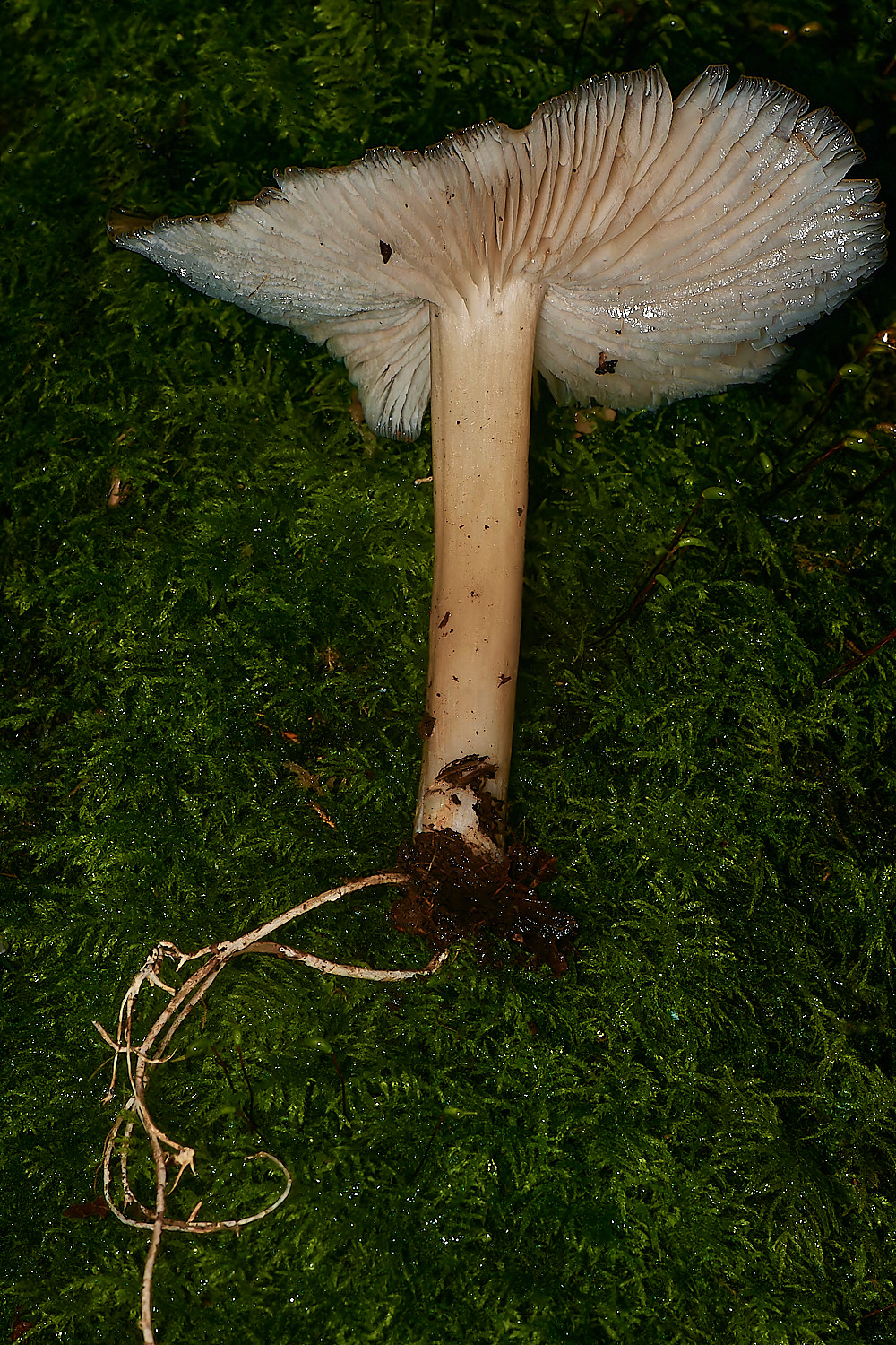 BarneyWoodMycelium211023-1-NEF_DxO_DeepPRIMEXD